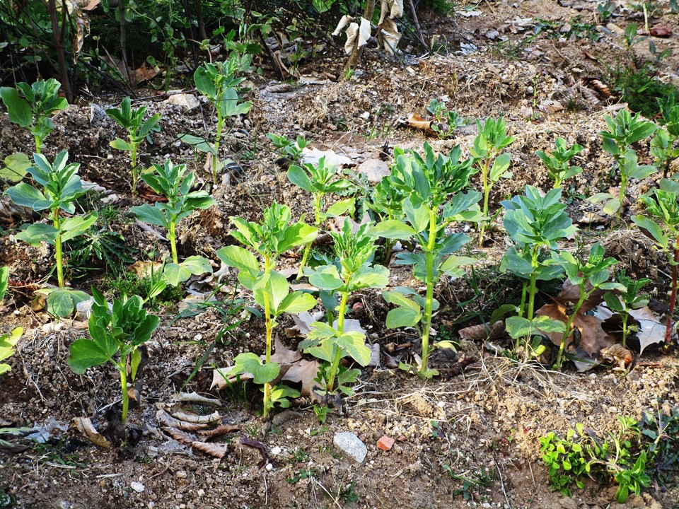 Sementeira de favas.
