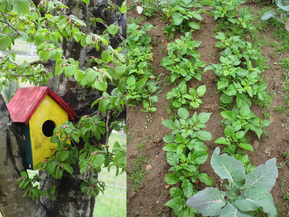Sementeira de alfaces, batatas e ervilhas.