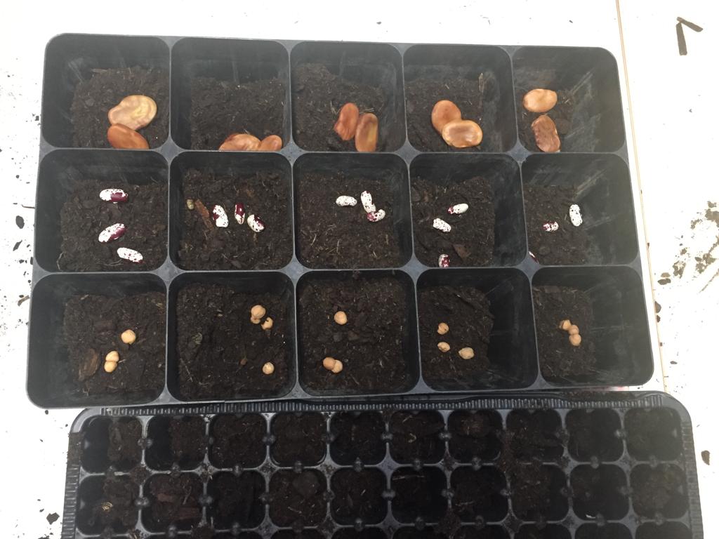 Os alunos semearam coentros, nabiça, alface, fava, feijão e grão-de-bico.