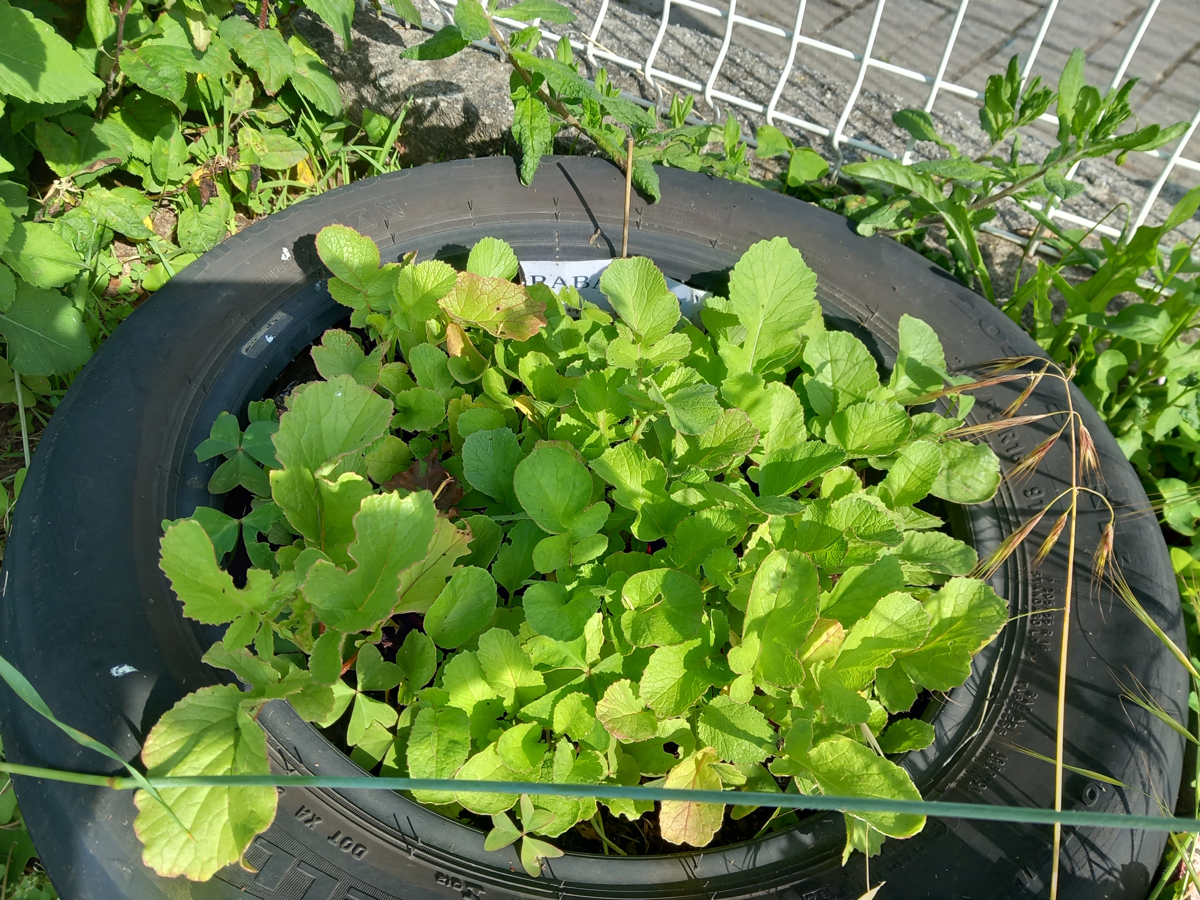 Rabanetes cultivados em redor.