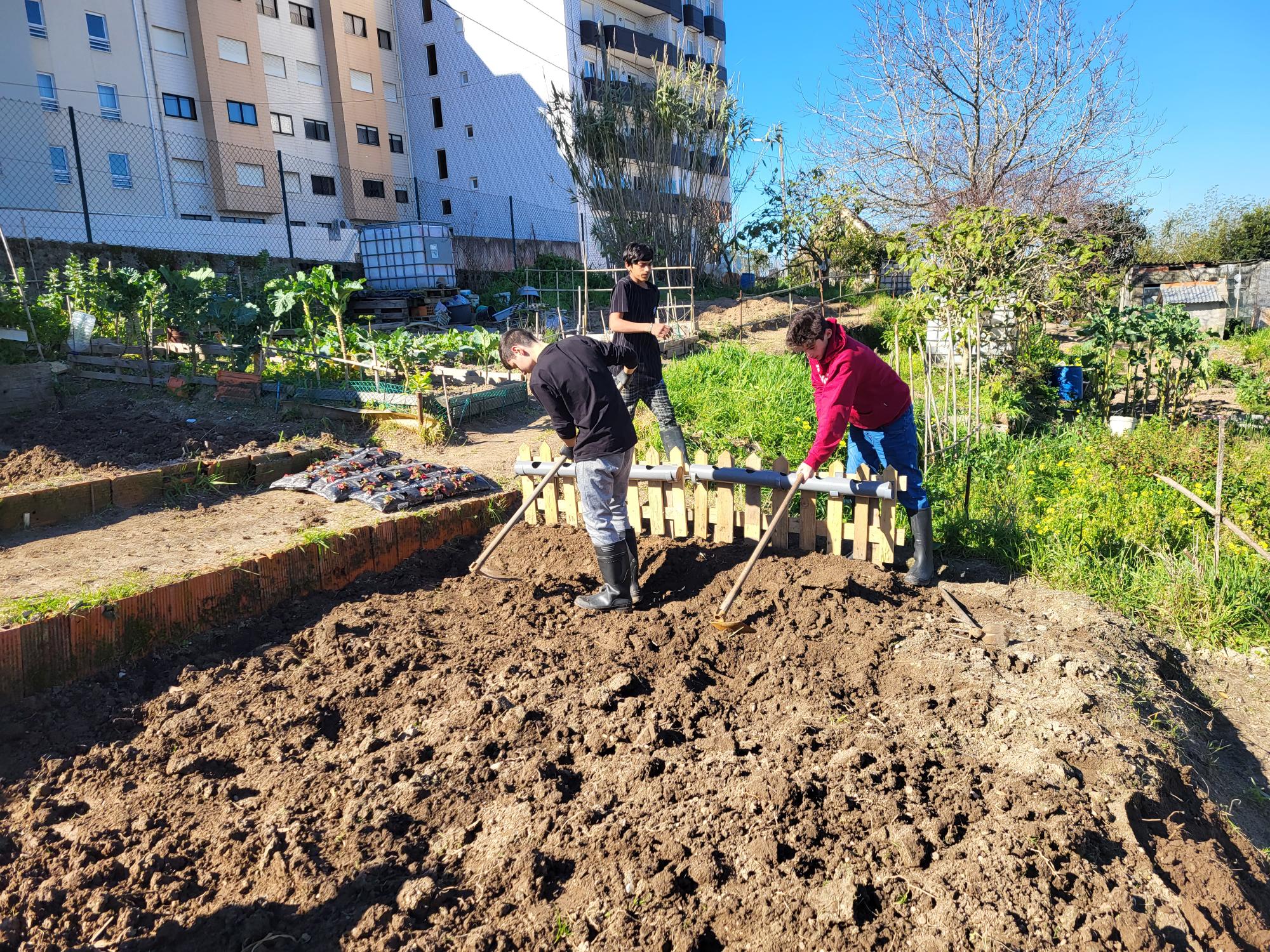 Continuação da preparação do terreno, onde é possível visualizar a cerca e os morangueiros, bem como toda a Horta.