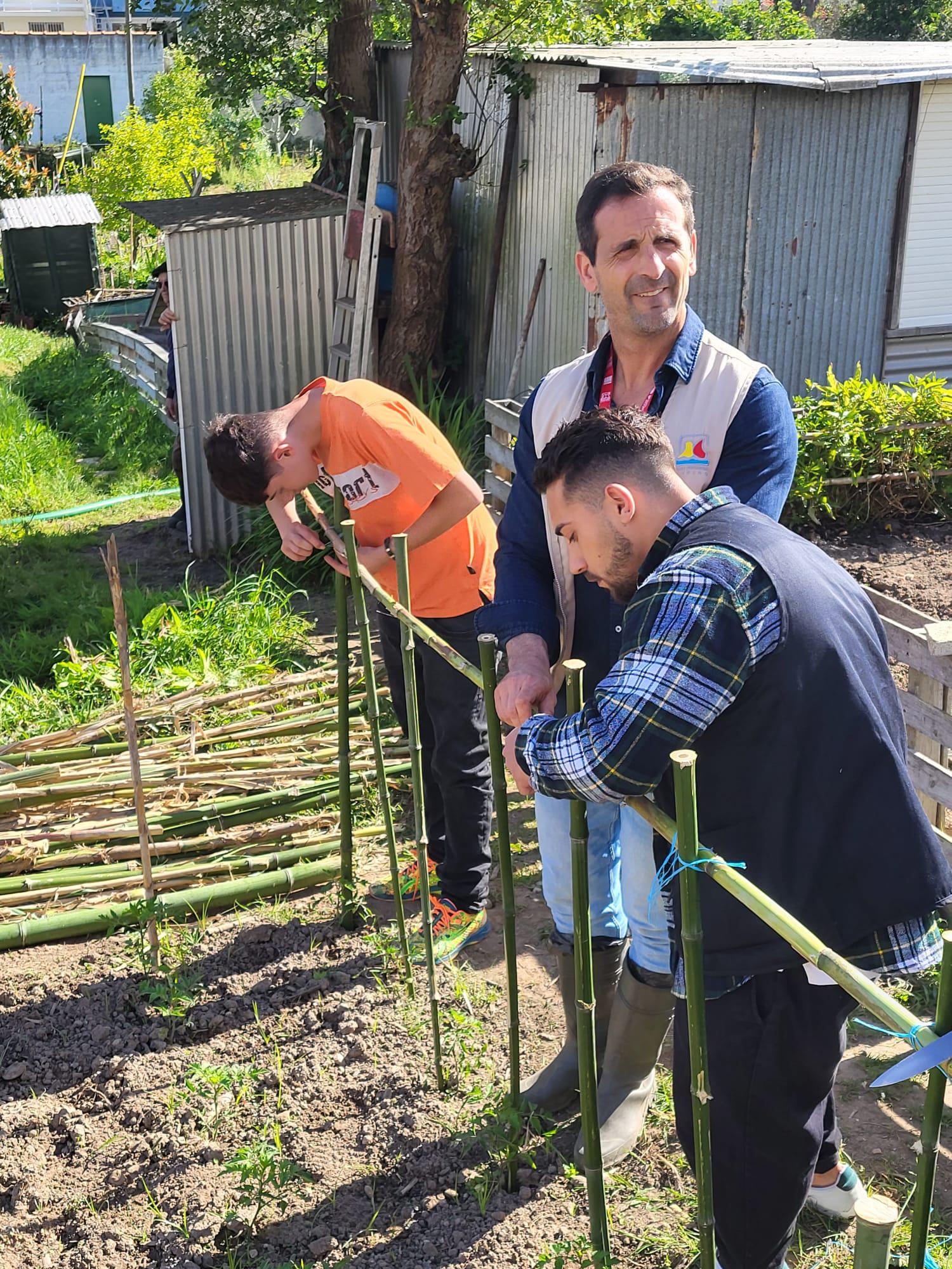 Utilização de canas de bambu na construção das estruturas de suporte para os tomateiros e pepinos. As canas foram atadas utilizando cordel.