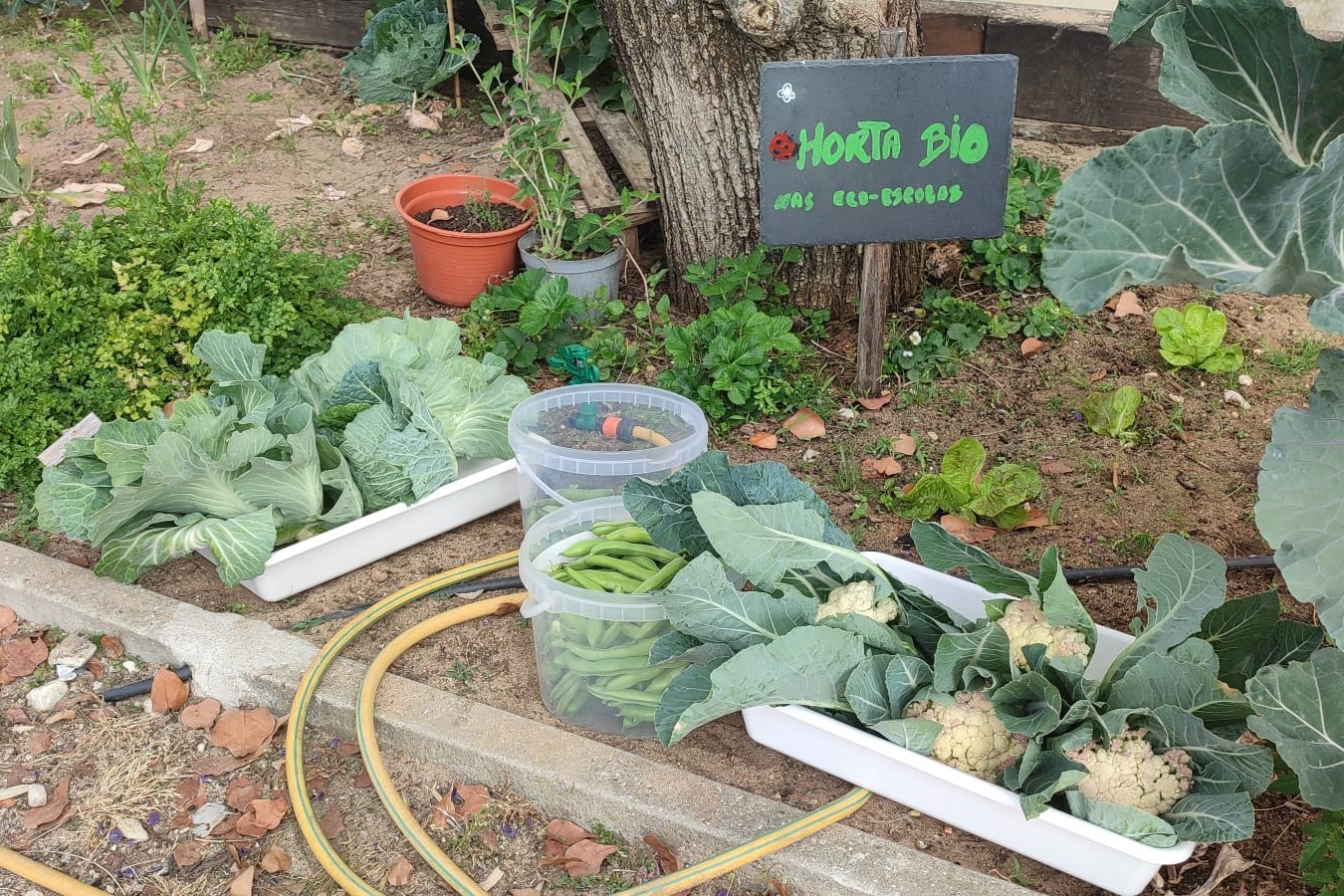 Os produtos da nossa horta