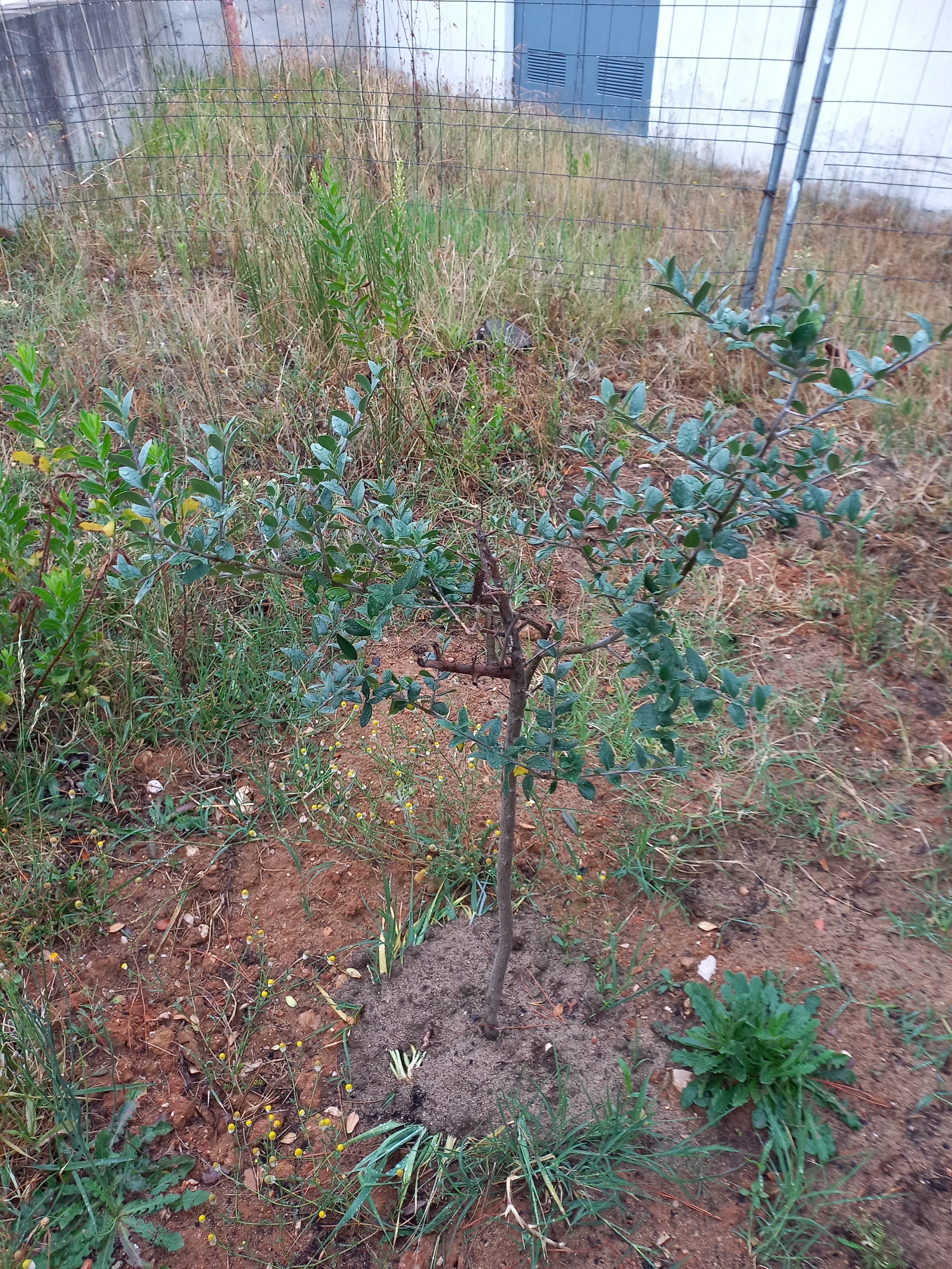 Plantamos uma Oliveira que vivia muito infeliz num vaso e que agora está a crescer cada vez mais bonita. Escolhemos o Dia das Florestas, 21 de março para o fazer. Queríamos que ela fosse feliz, a nossa horta ficou mais rica com a Oliveira e ela mais feliz