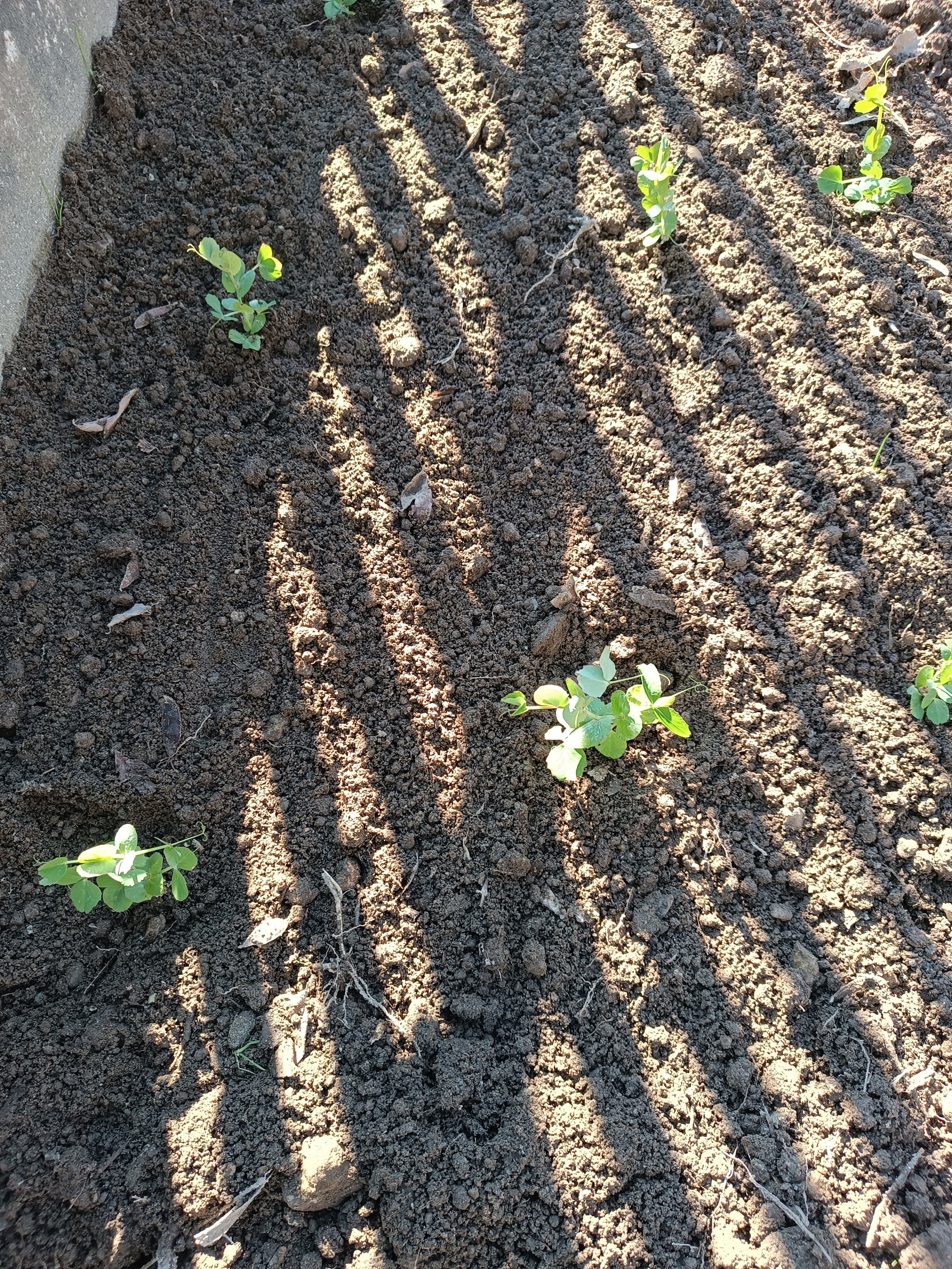 As nossas plantinhas de "ervilha" em crescimento.