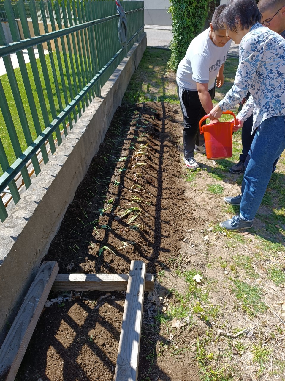 Alunos da educação especial a plantar "cebolo" na nossa horta biológica/pedagógica.