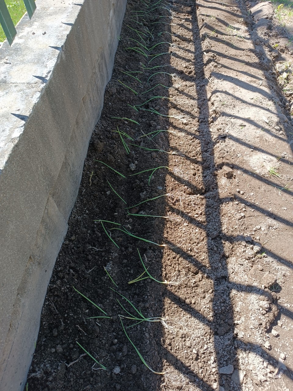plantação de cebolo com os elementos permanentes do Clube Eco-Escolas.