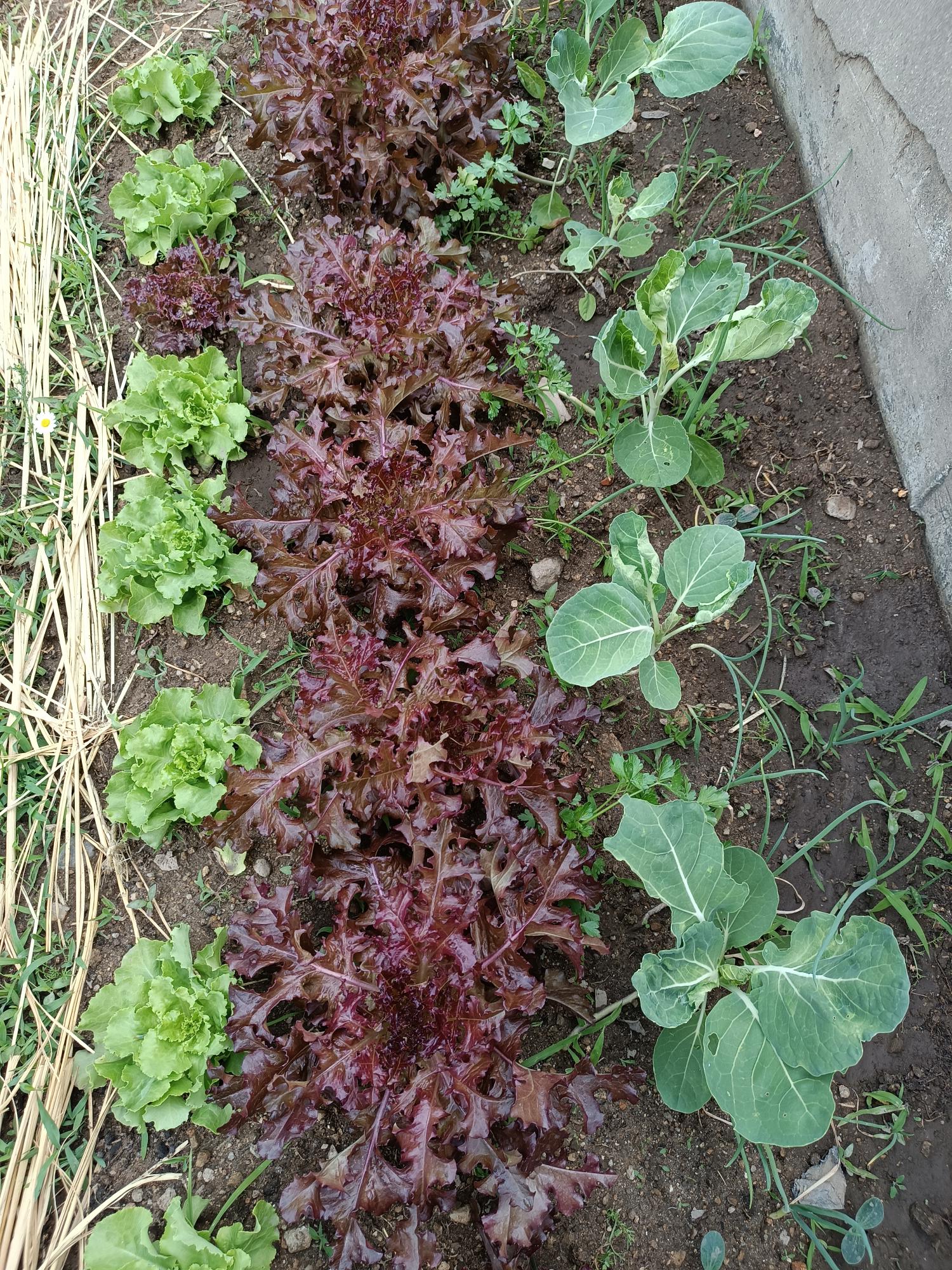 Consociação  de várias espécies de hortícolas - alface, pimento, tomate, cebolo e salsa.