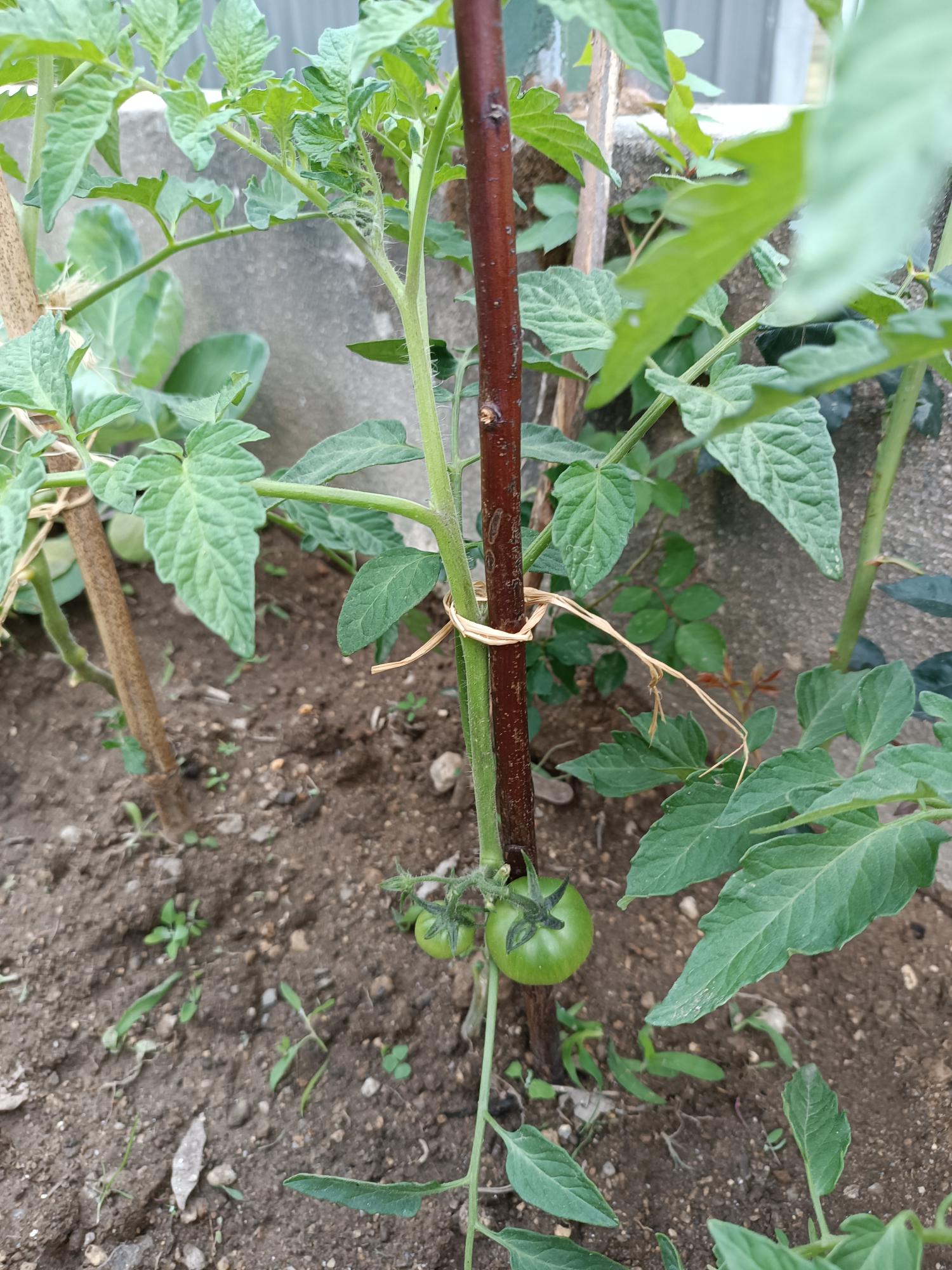 Tomateiros com os seus frutos em pleno crescimento.