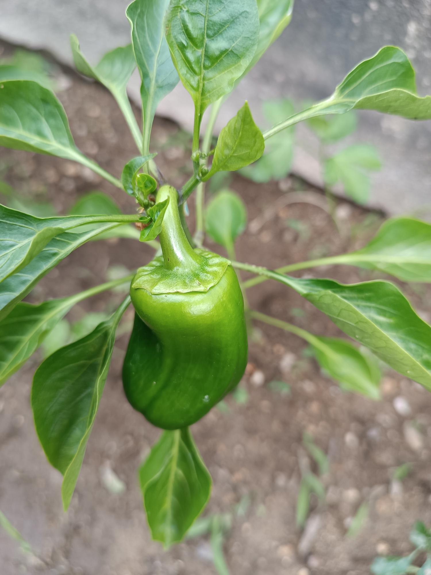 Pimenteiros com os seus frutos em pleno crescimento.