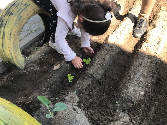 Preparação do terreno plantação da horta;