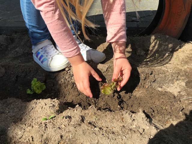 Preparação do terreno plantação da horta;