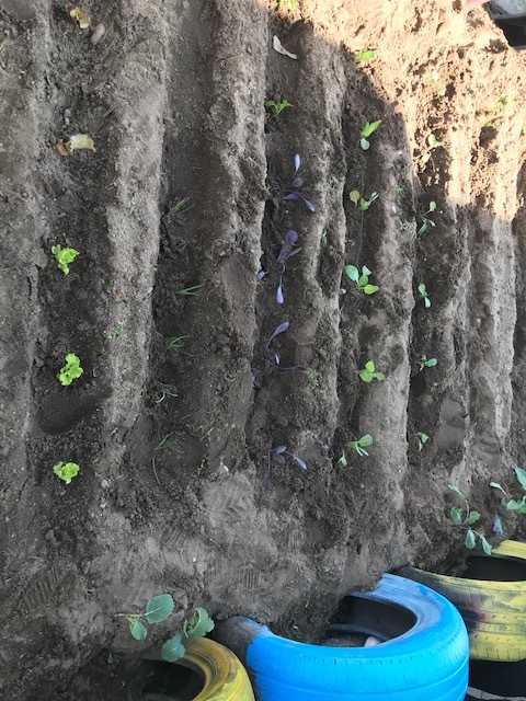 Preparação do terreno plantação da horta;