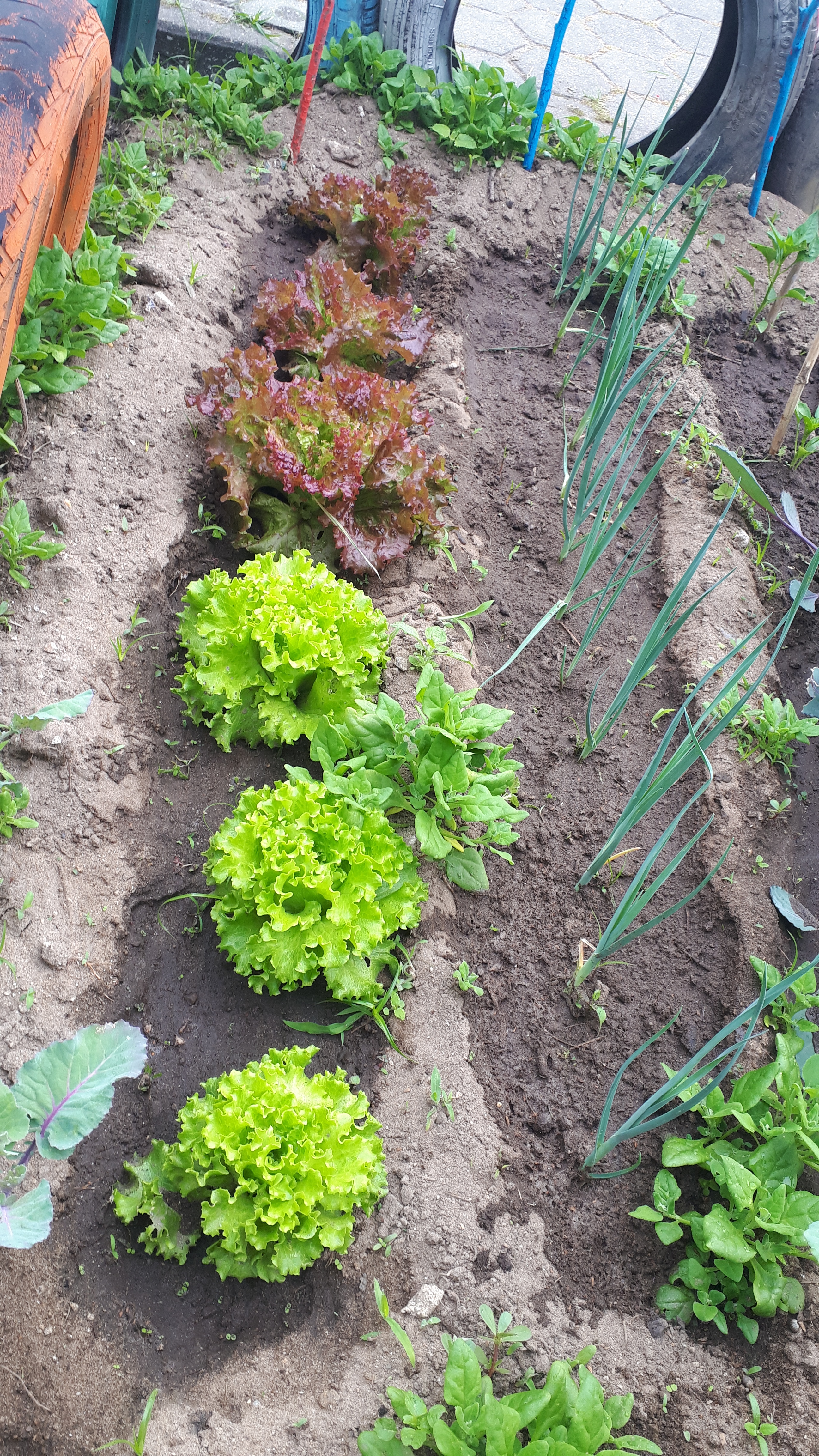 Crescimento das plantas. Rega pelos alunos. Evolução da horta pedagógica.