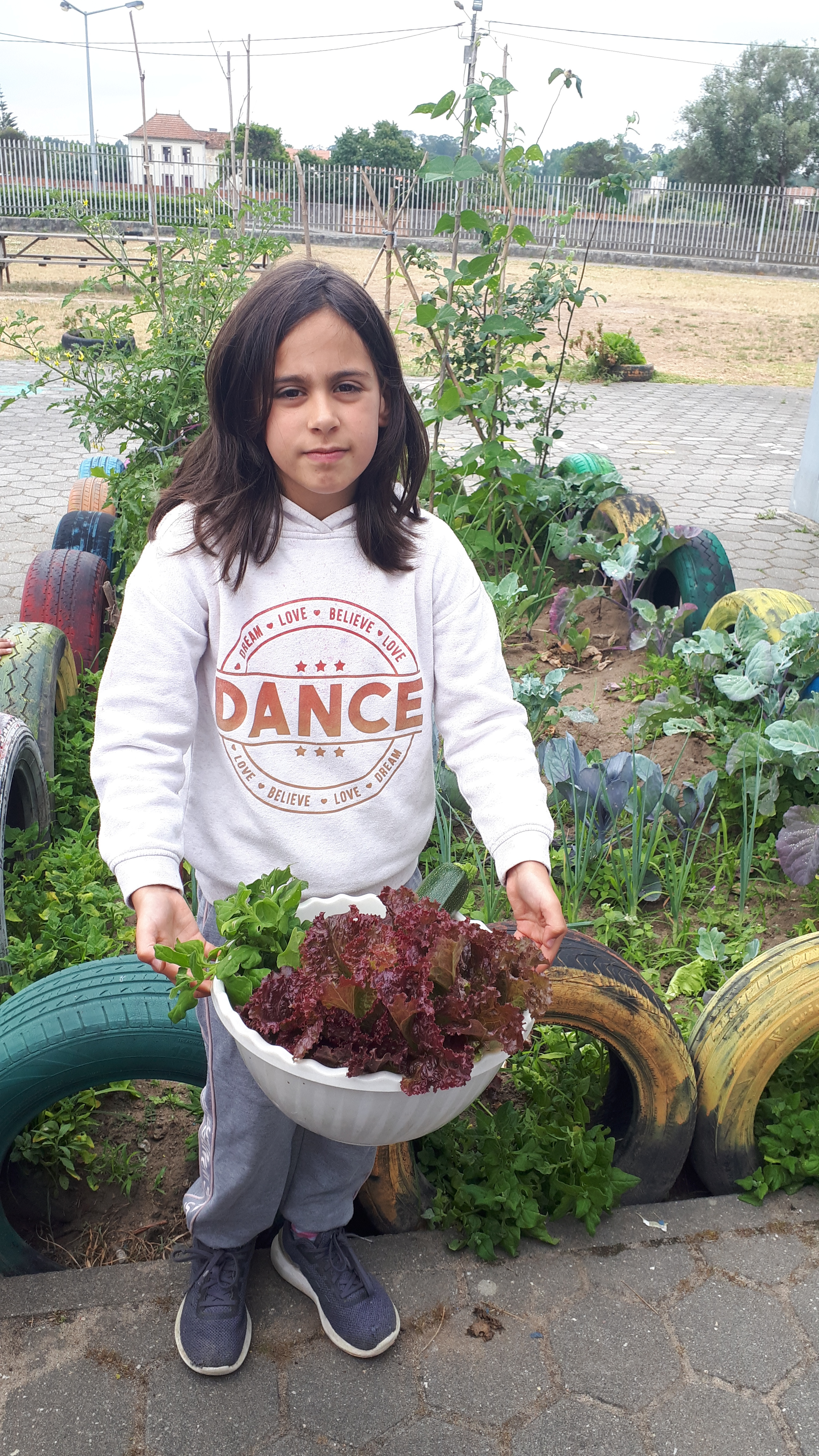 Colheita dos produtos plantados. Os produtos biológicos e sua importância na nossa alimentação.