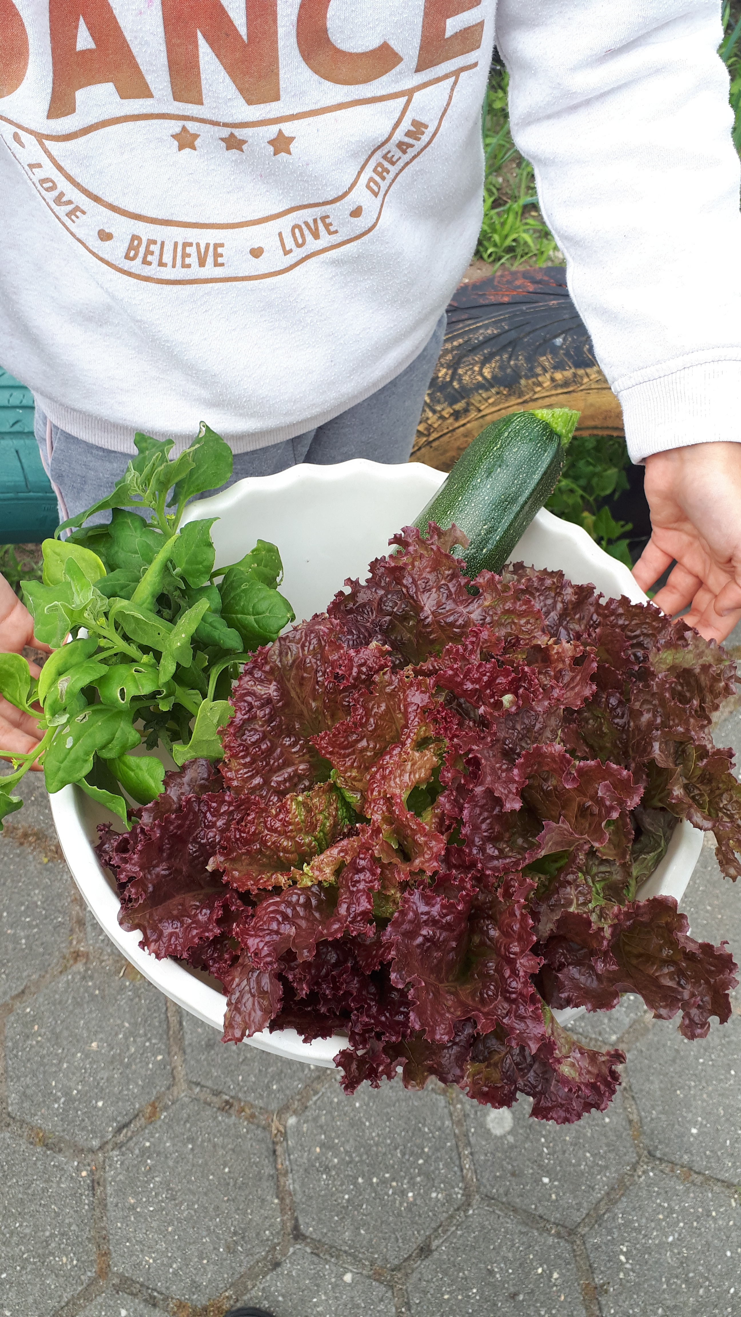 Colheita dos produtos plantados. Os produtos biológicos e sua importância na nossa alimentação.