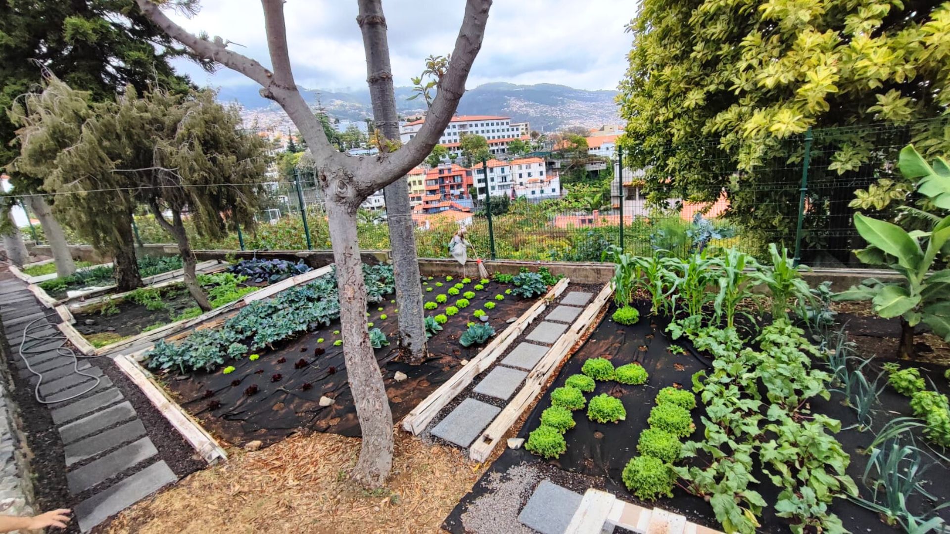 Panorâmica da horta com as várias cultura produzidas, assim como exemplares de espécies endémicas: barbusano e cedro da madeira.