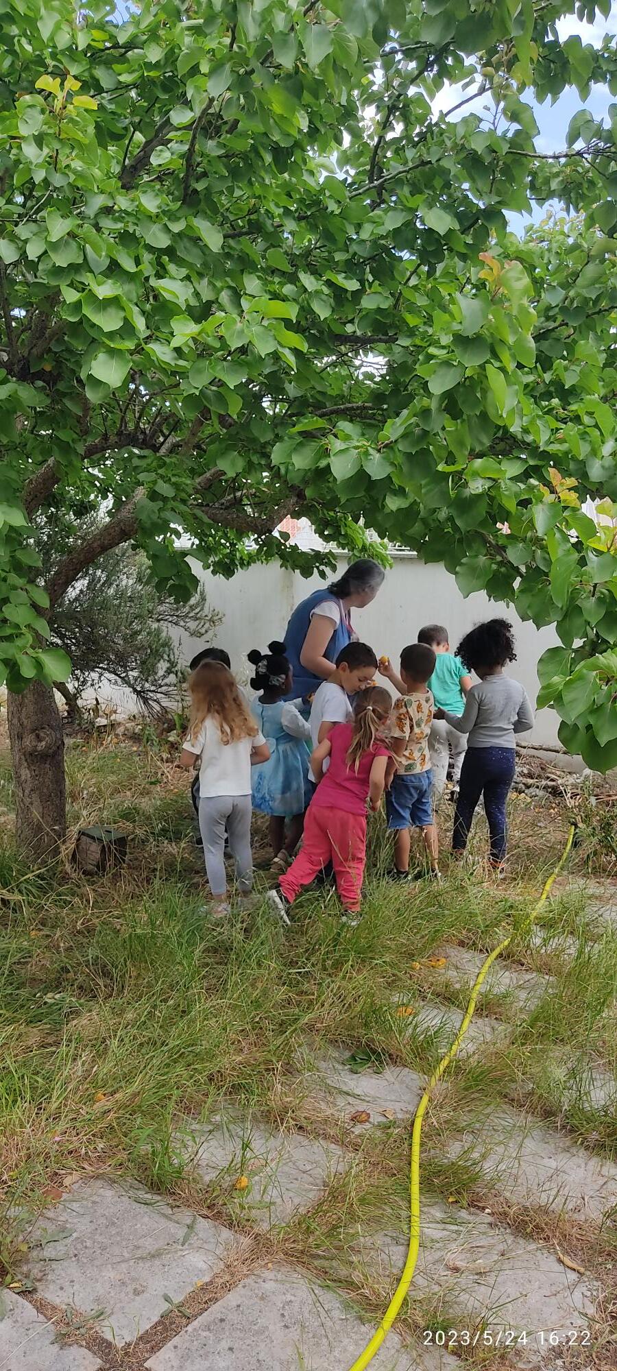 A nossa árvore de alperces estava carregada, mas com a chuva e o vento eles caíram, mas, como estavam bons fomos apanhar os bons para o nosso lanche.