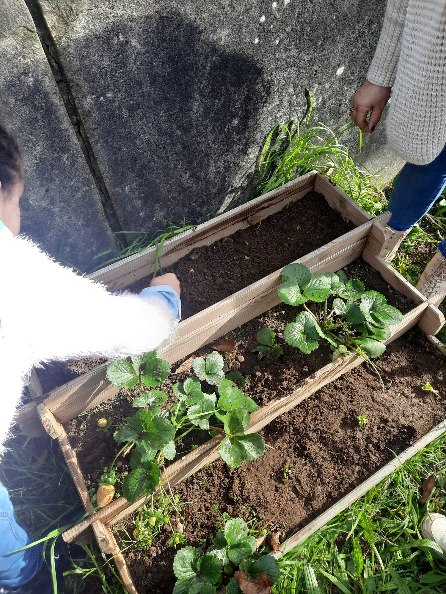 Manutenção da bio-horta com limpeza e retirada de ervas.