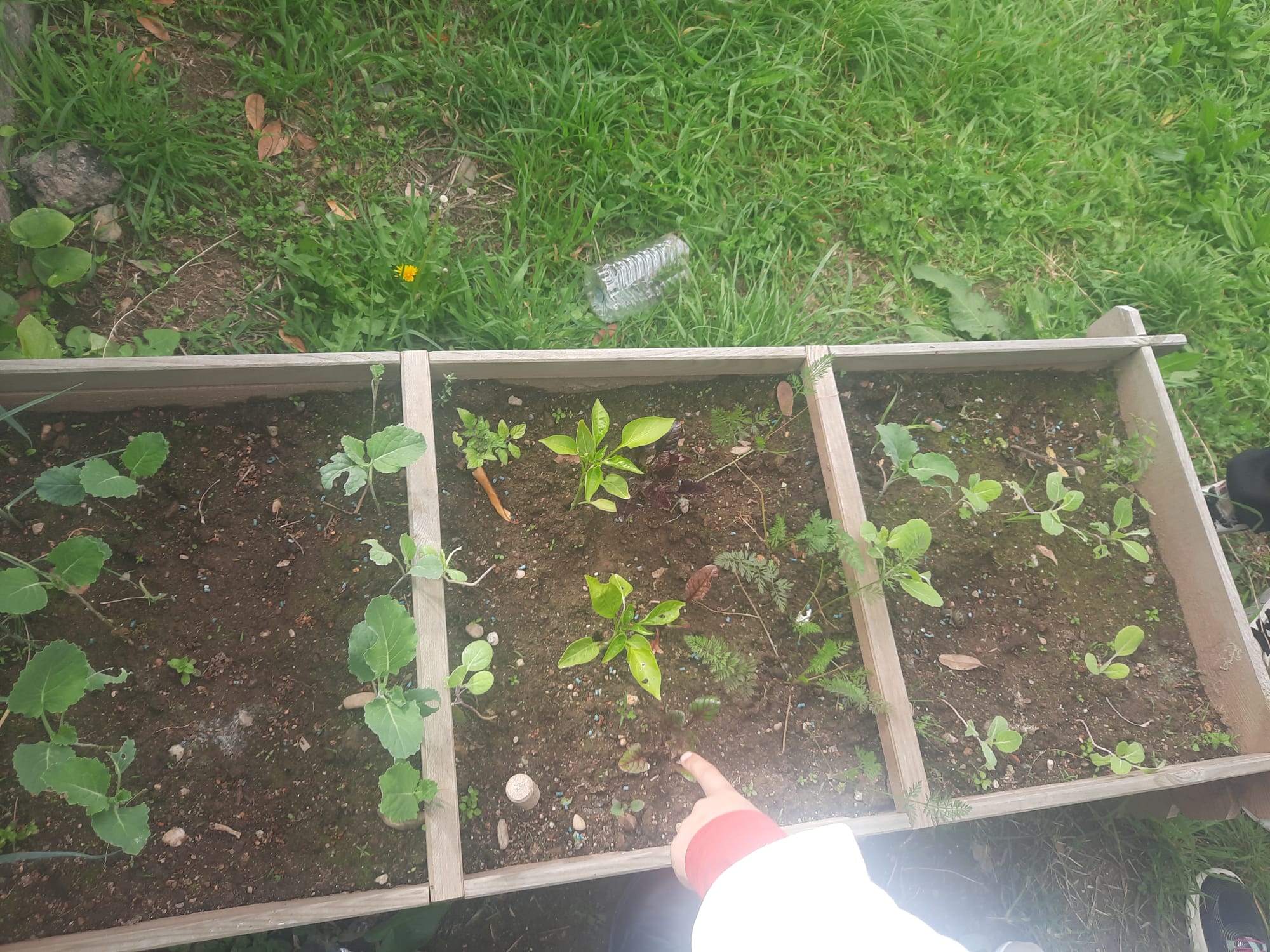 Desenvolvimento das couvas, alfaces e pimentos.
