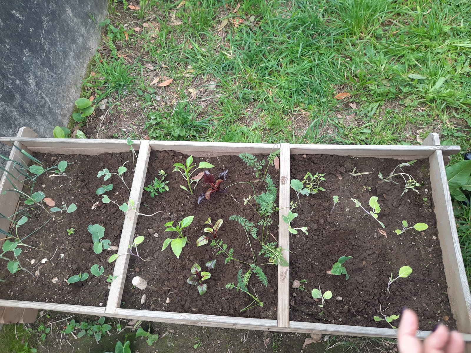 Manutenção da bio-horta com Água de caracois_ no controle de praga de caracóis