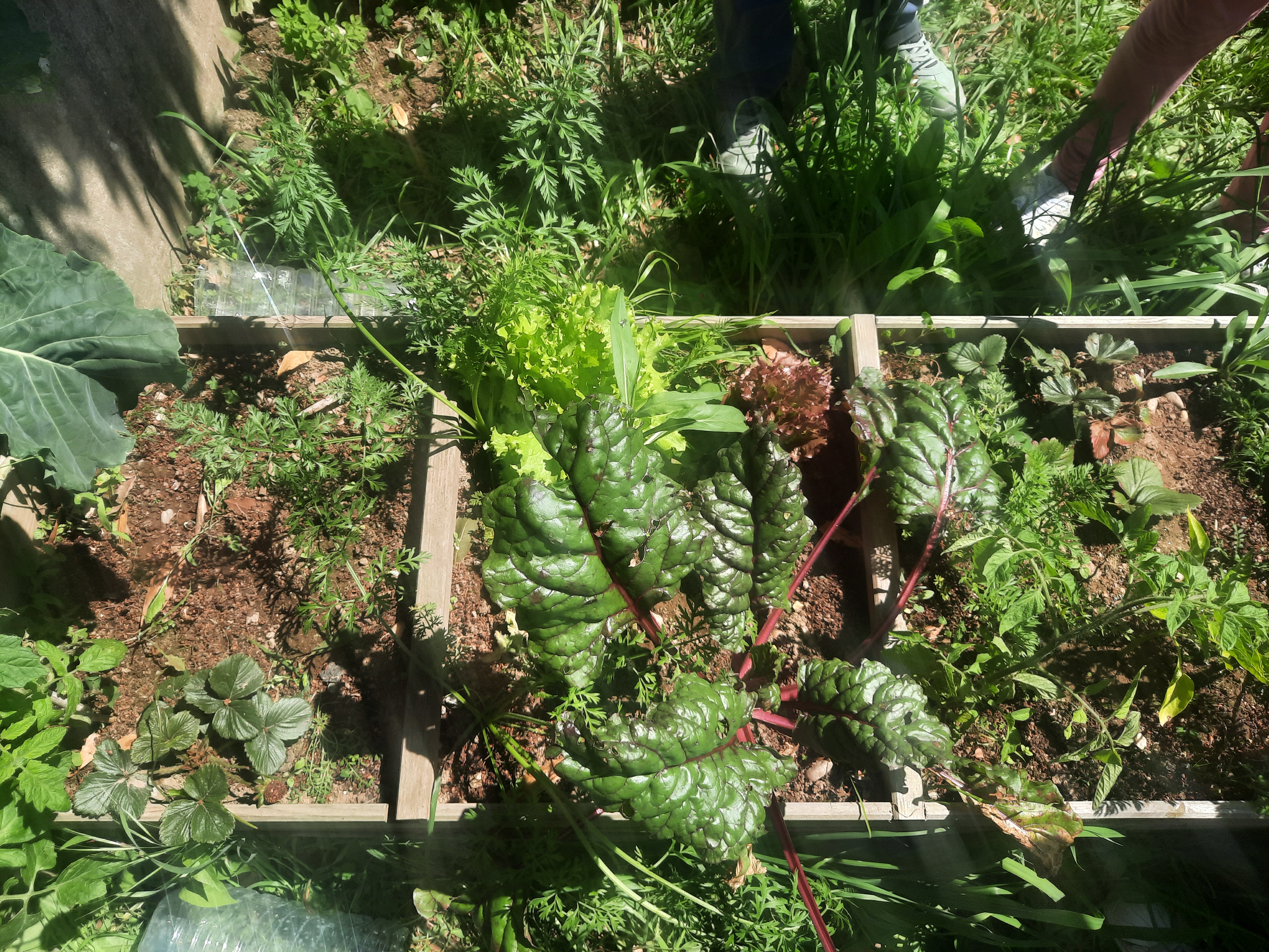 Desenvolvimento da bio-horta