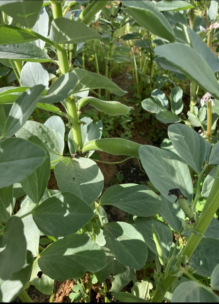 Favas prontas para colheita