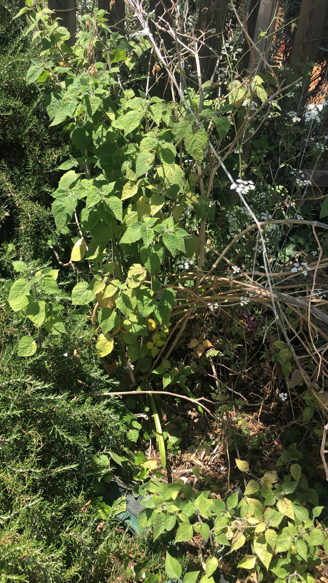 O physalis já deu muitos frutos e as crianças adoram