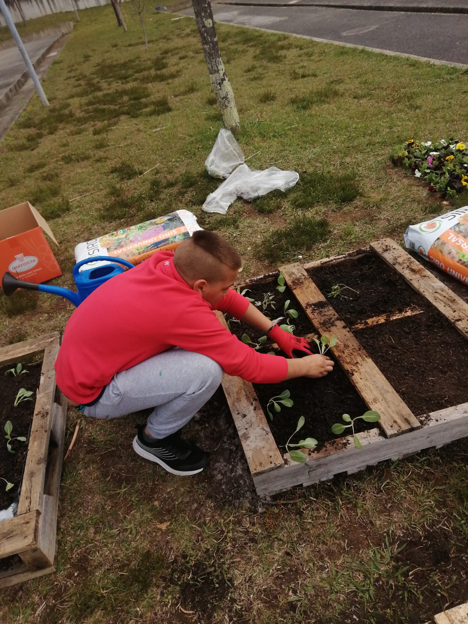 A plantar as couves!