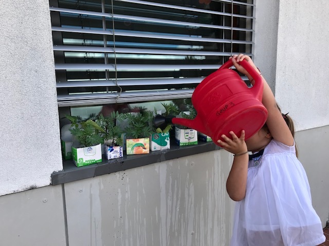 Cuidar de outras sementeiras, realizadas na sala das ciências, para acompanhar o ciclo completo de uma planta.
