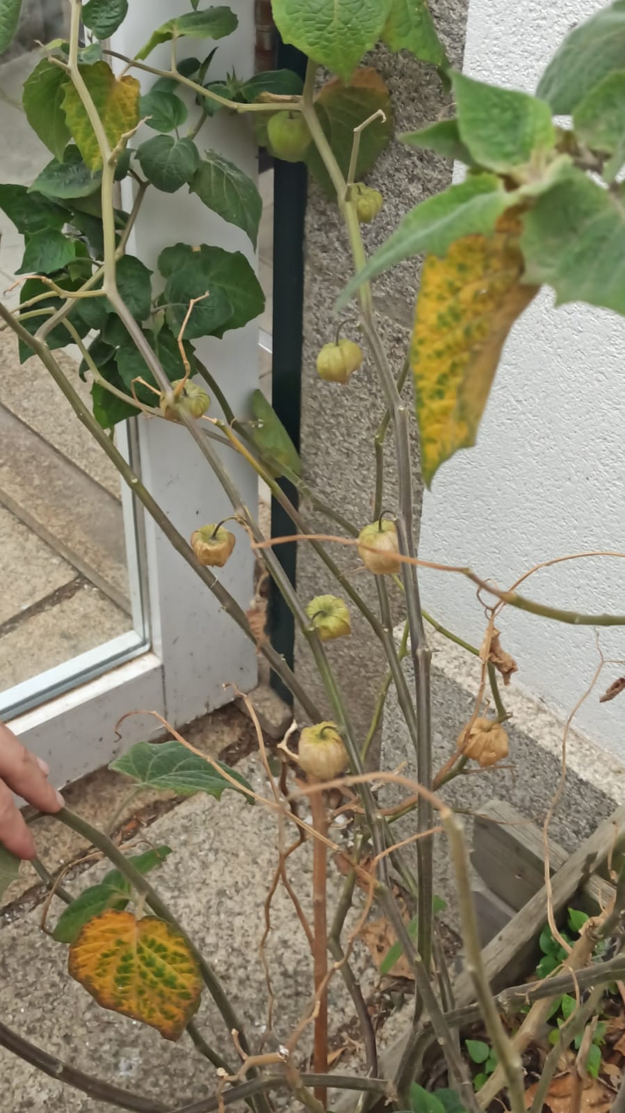 Physalis