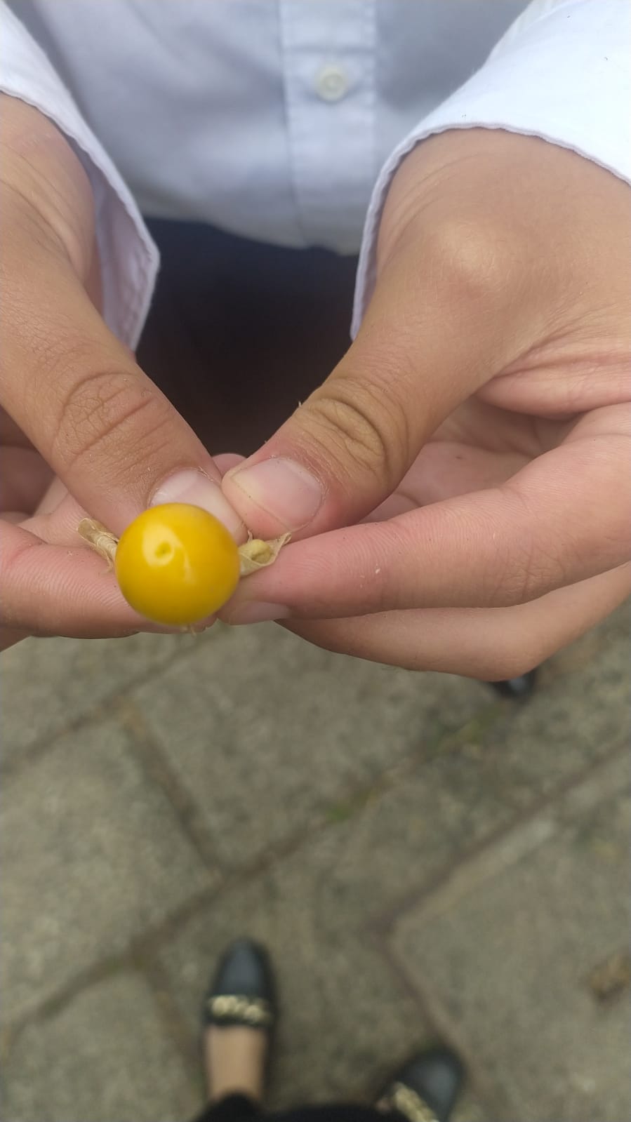 Physalis