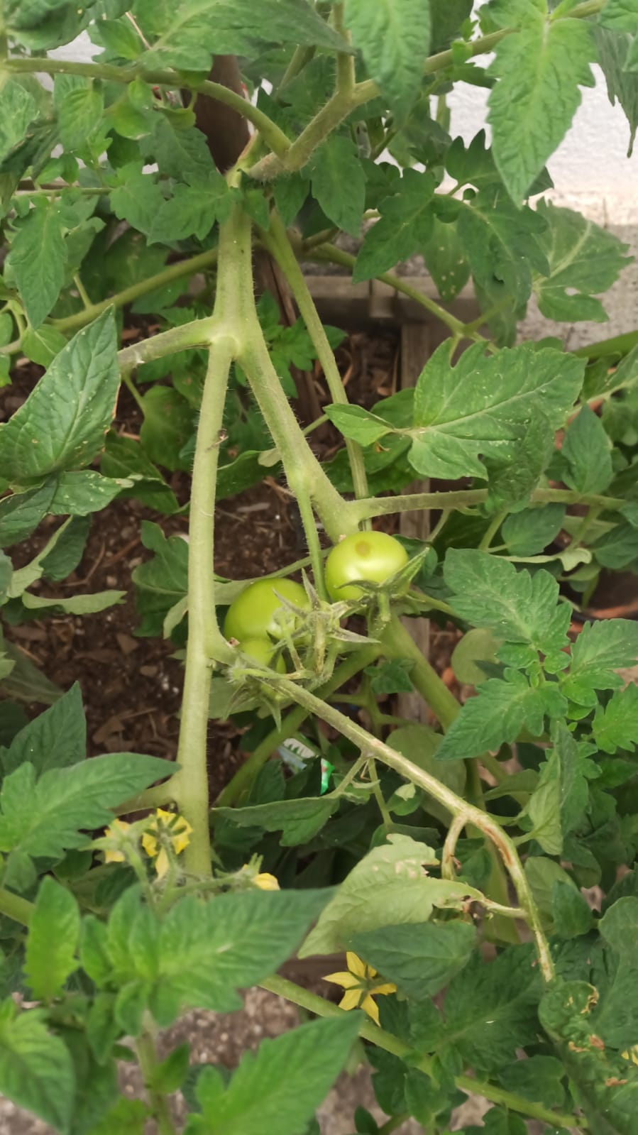 Tomates