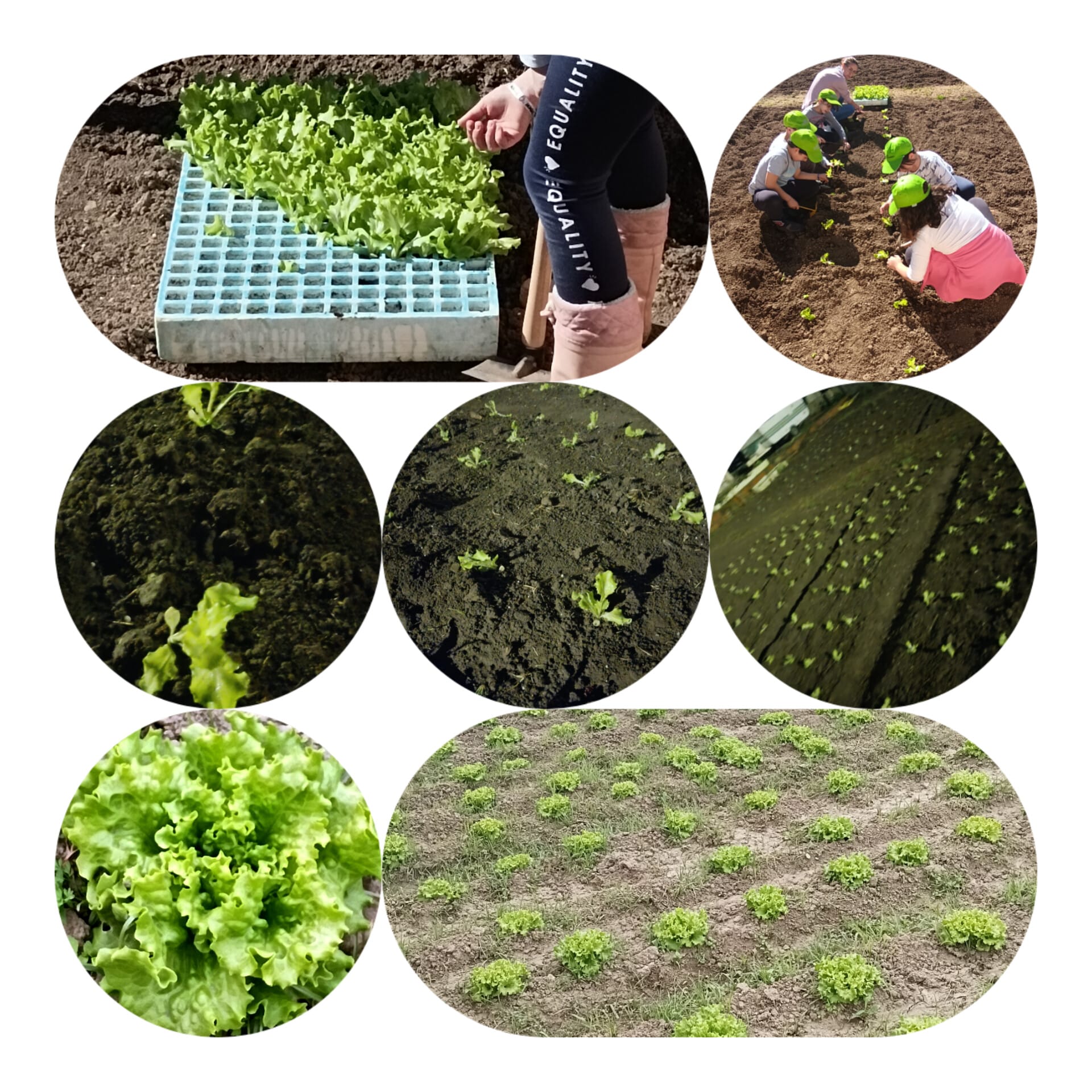 Plantação de alfaces