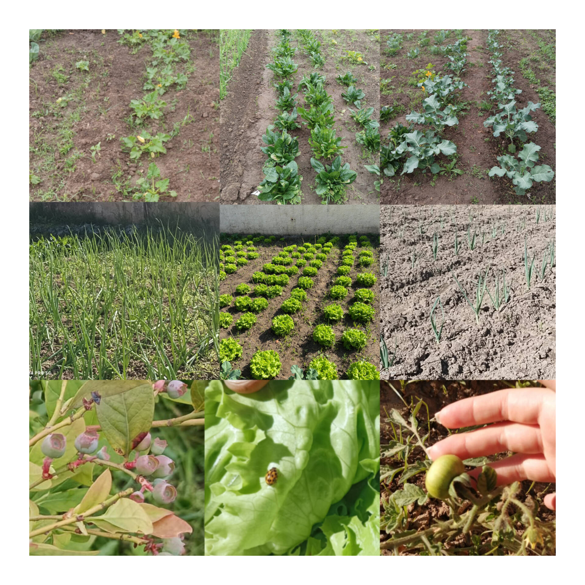 Crescimento das plantações