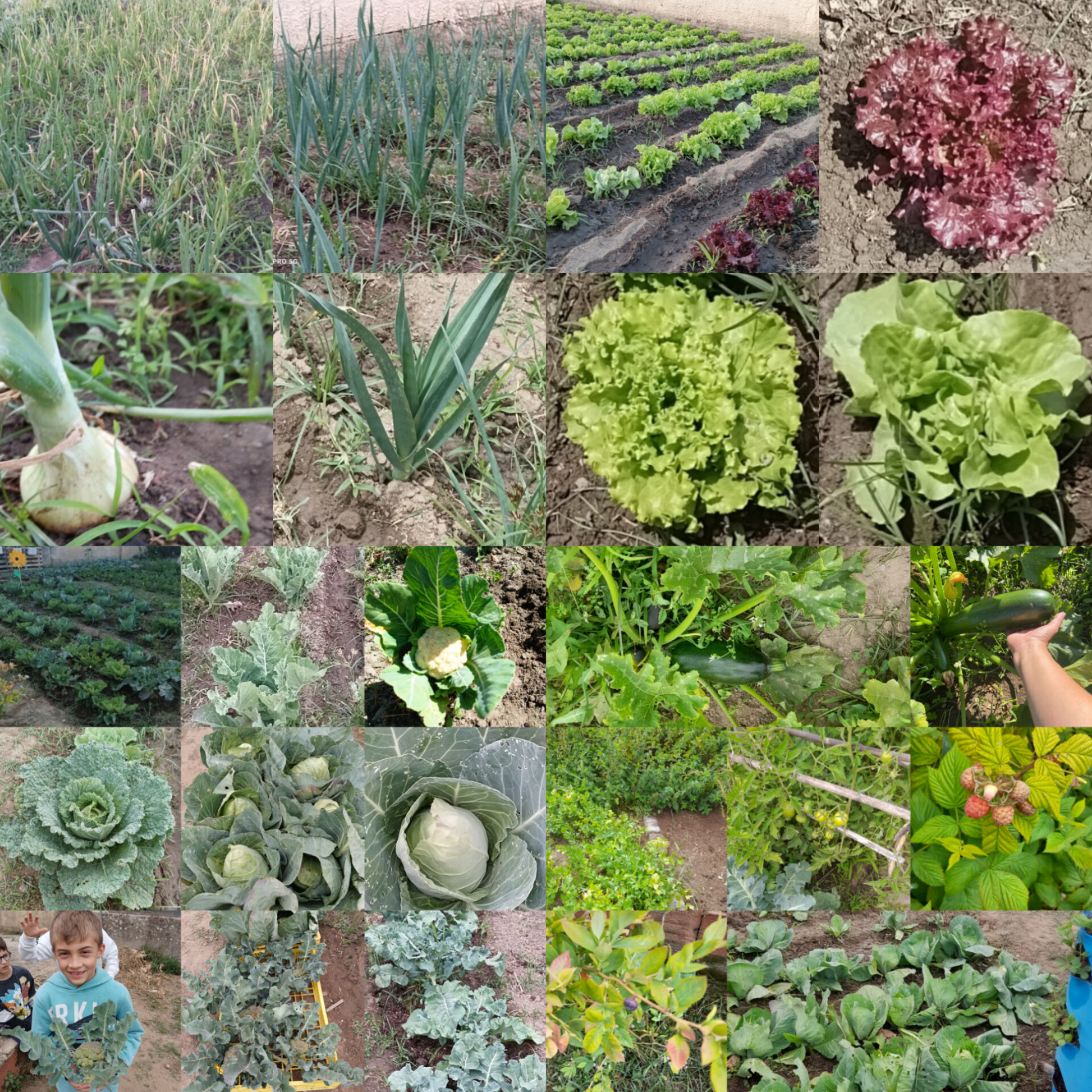 mix cultivo