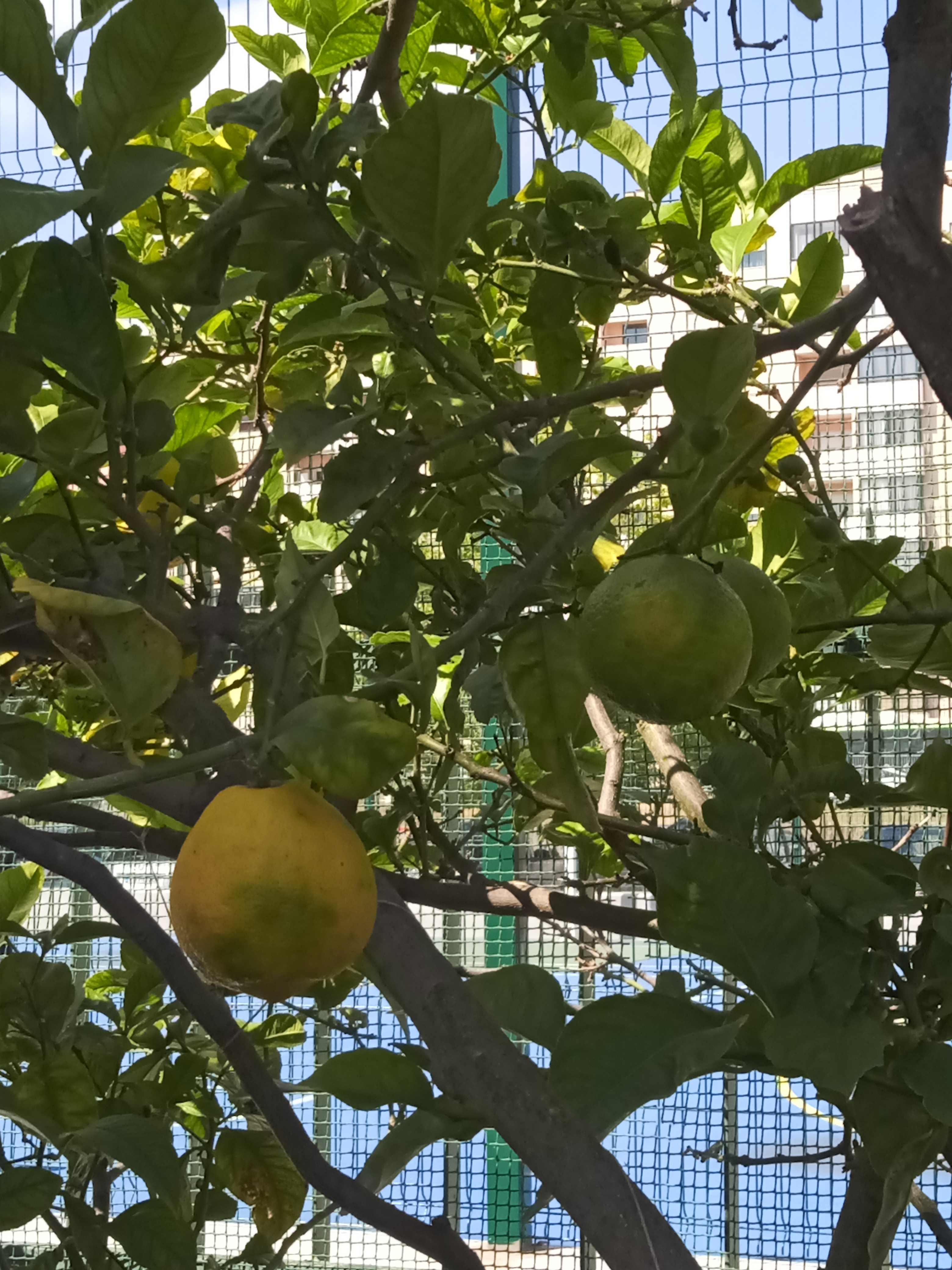 Já estão quase prontos para a limonada