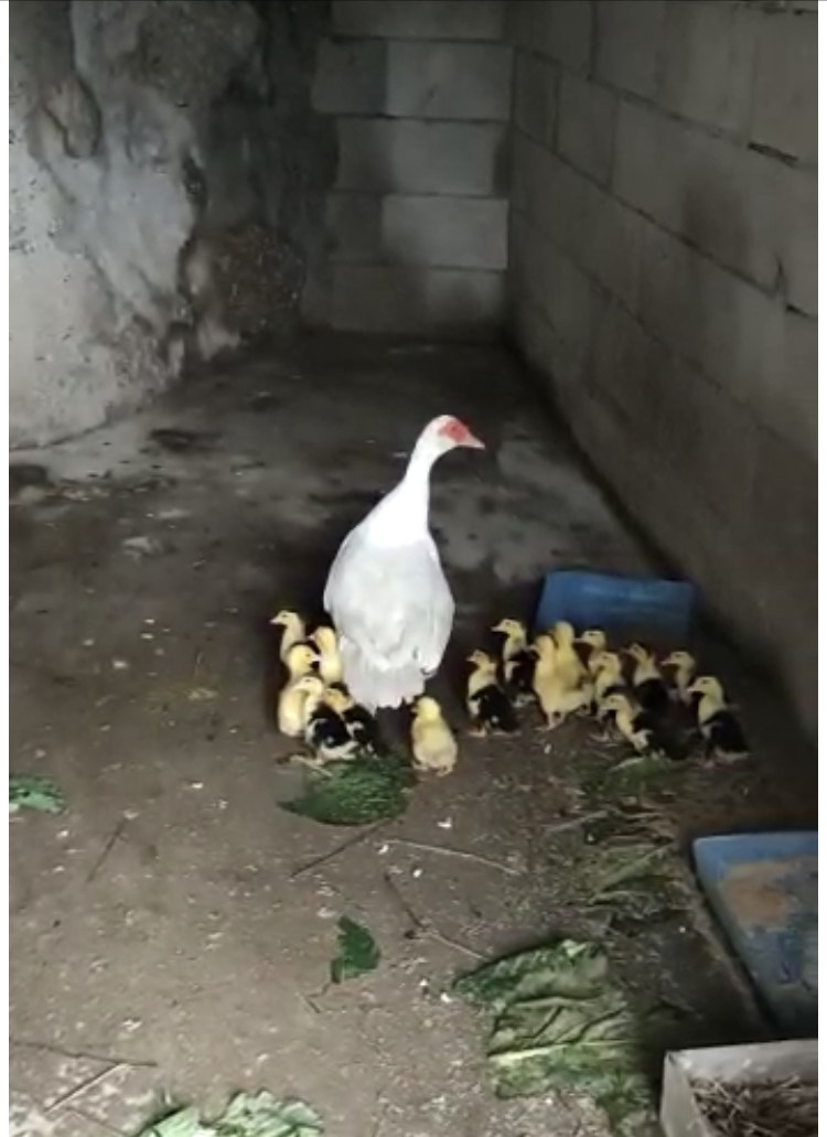 A PATA FOI MÃE DE UMA GRANDE NINHADA.