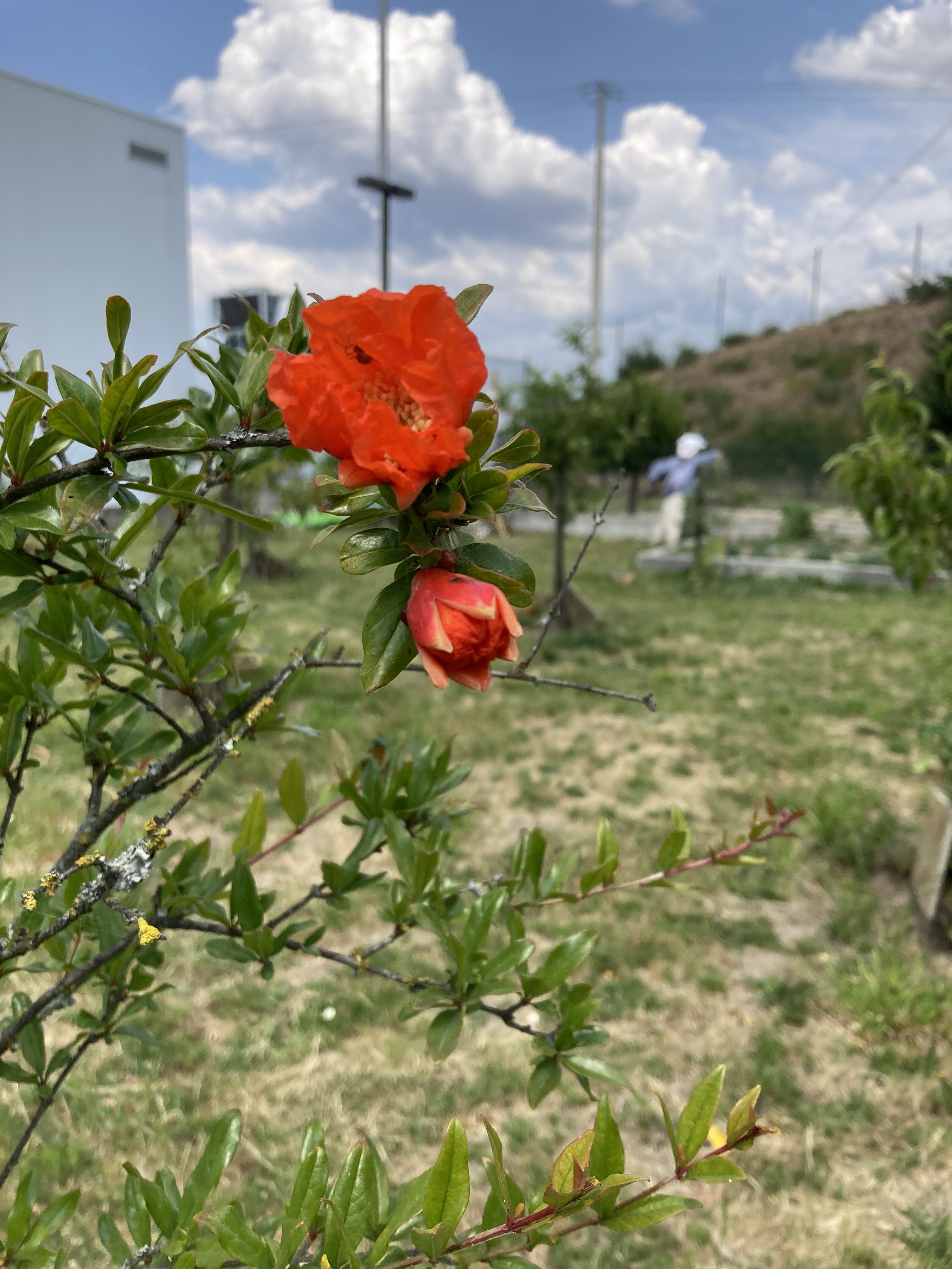 A romaseira já está em flor.