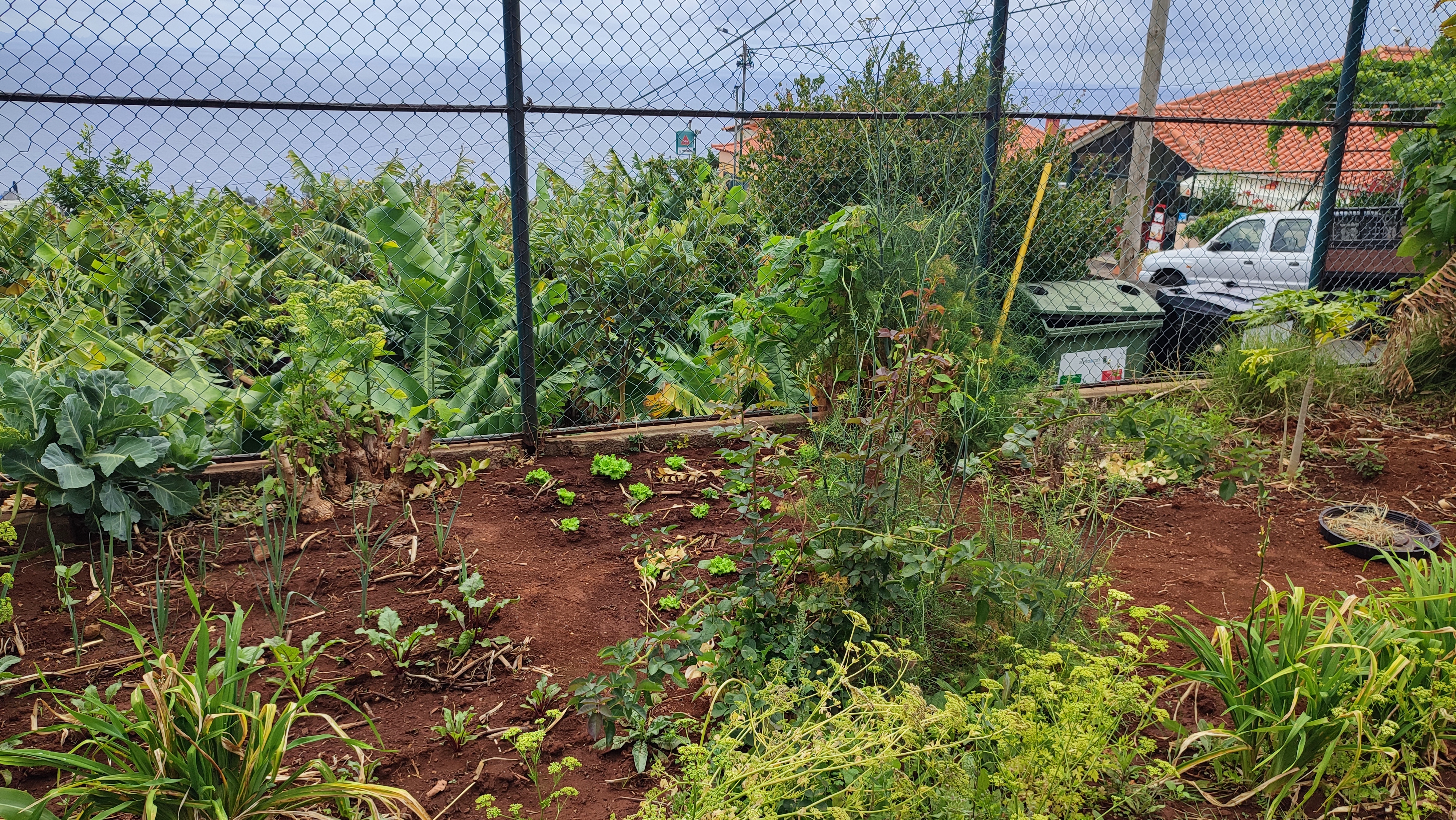 Horta com as novas plantações: beterraba, alface e cebolinho