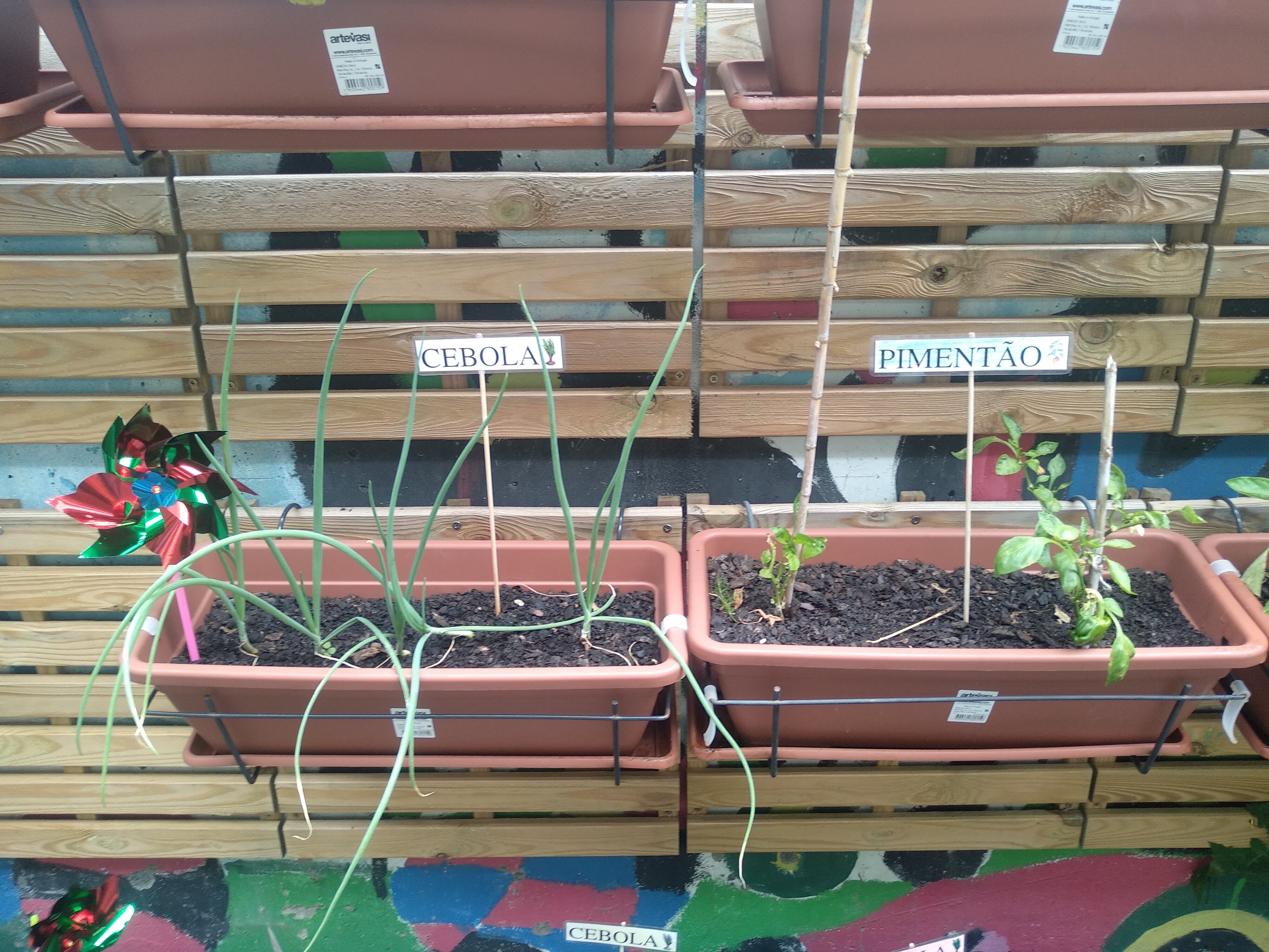 plantação de cebolinho