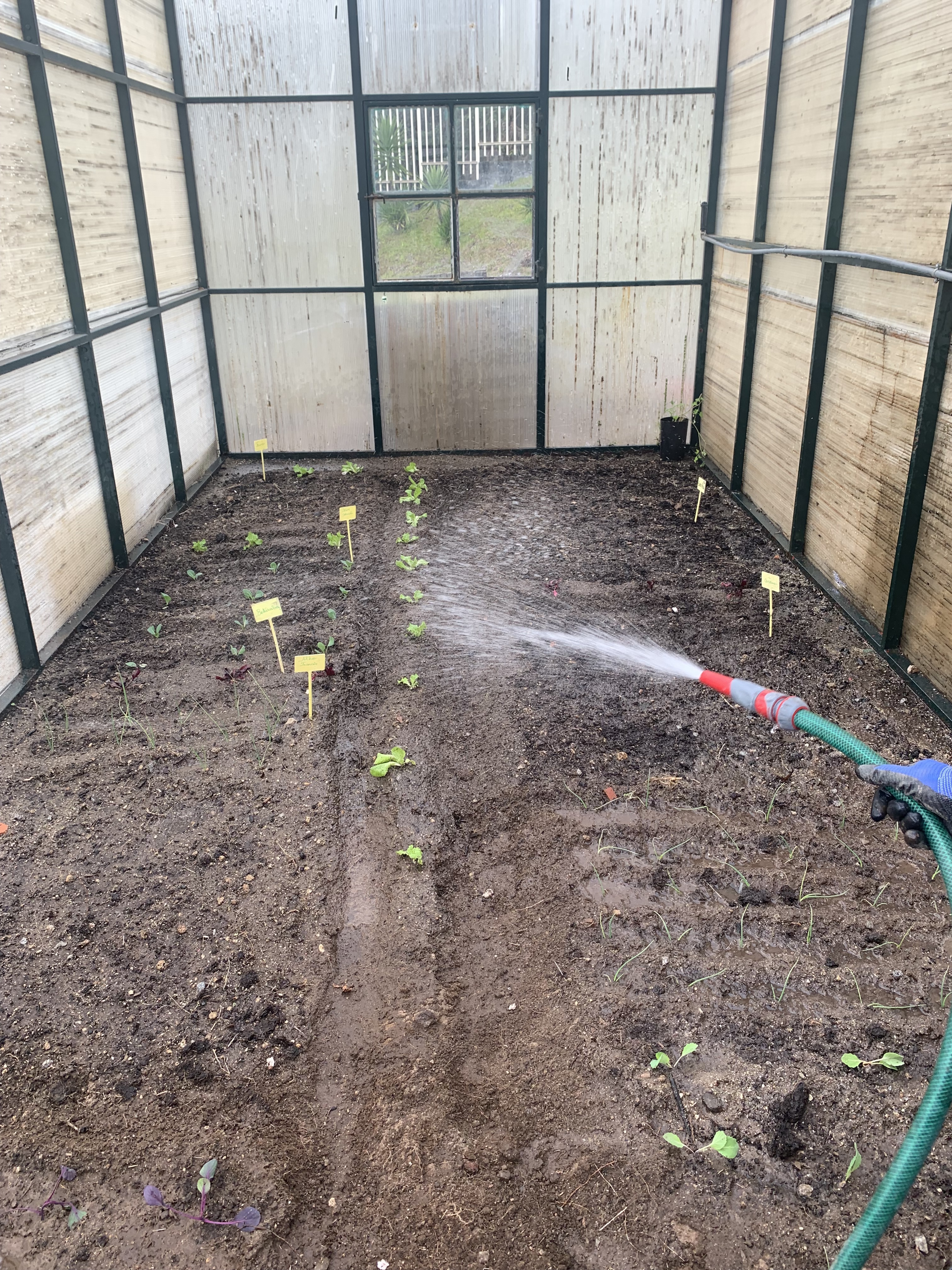 Alunos a regarem a horta bio, na estufa, já plantada com: alface, ervilhas, couve roxa, couve lombarda, alho francês, cebola, cenouras, favas e beterraba.