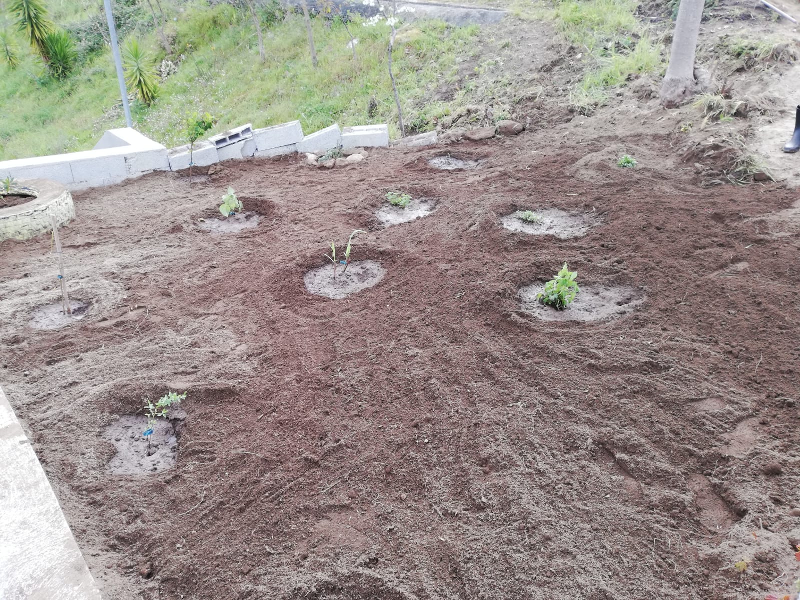Imagem da zona exterior criada para o cultivo das seguintes ervas aromáticas: loureiro, erva príncipe, erva cidreira, orégãos, alecrim, hortelã pimenta, hipericão, chá verde e fisális peruana.