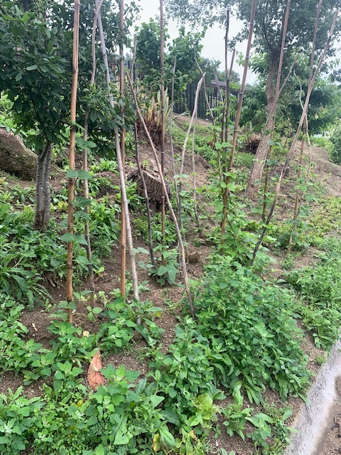 Zona exterior com: feijão verde, batatas, alfaces e uma ameijoeira.
