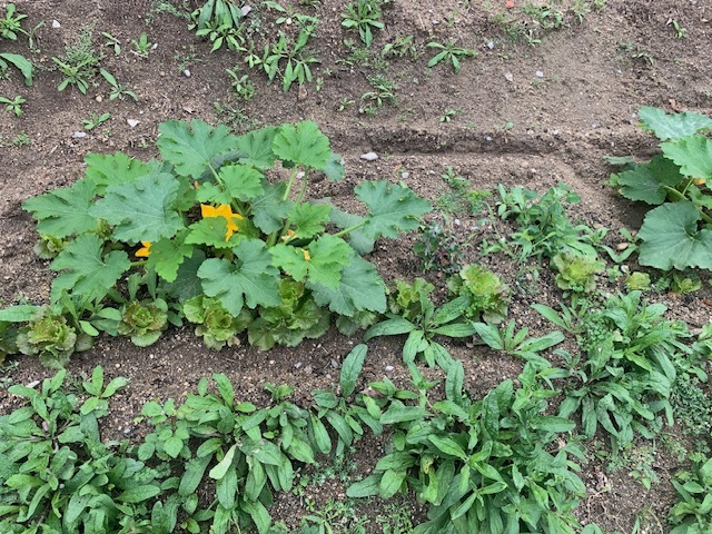 Zona exterior com courgettes.