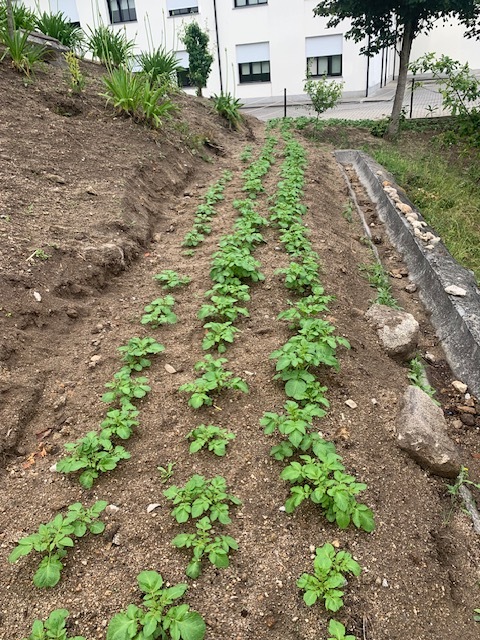Zona exterior com batatas.