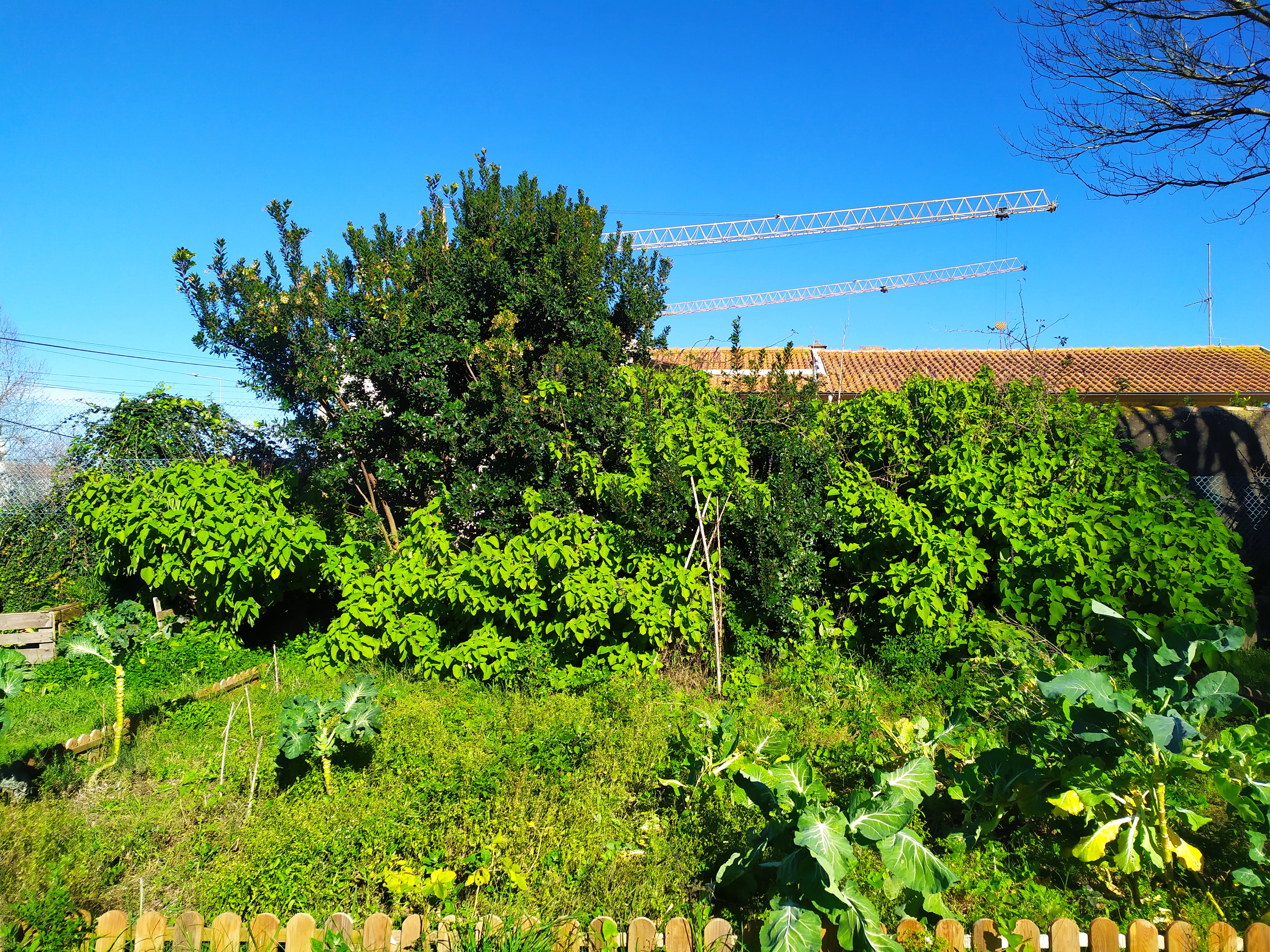 Espaço destinado à HORTA BIO na Escola, antes da preparação do terreno.