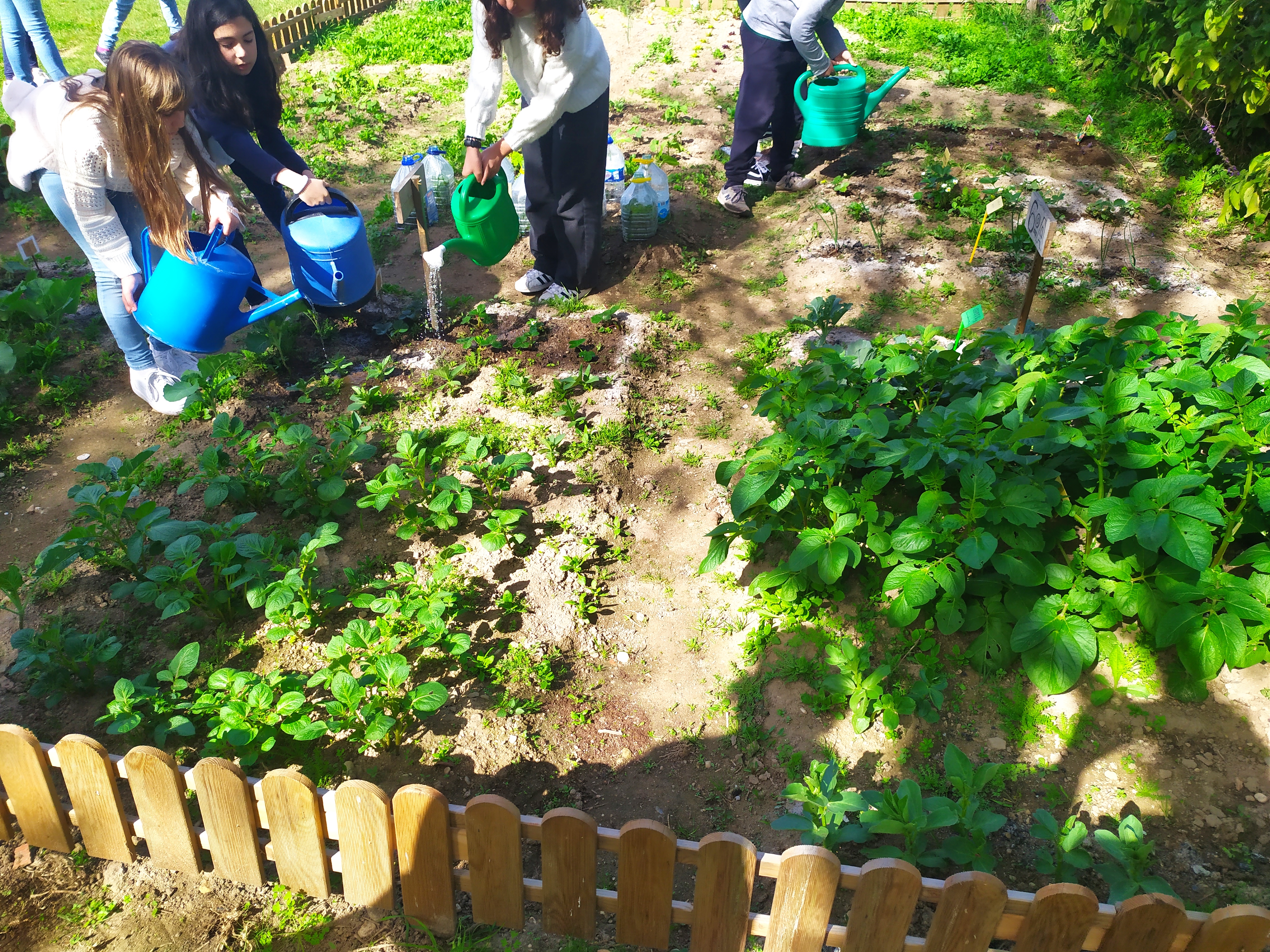A regar depois de plantar