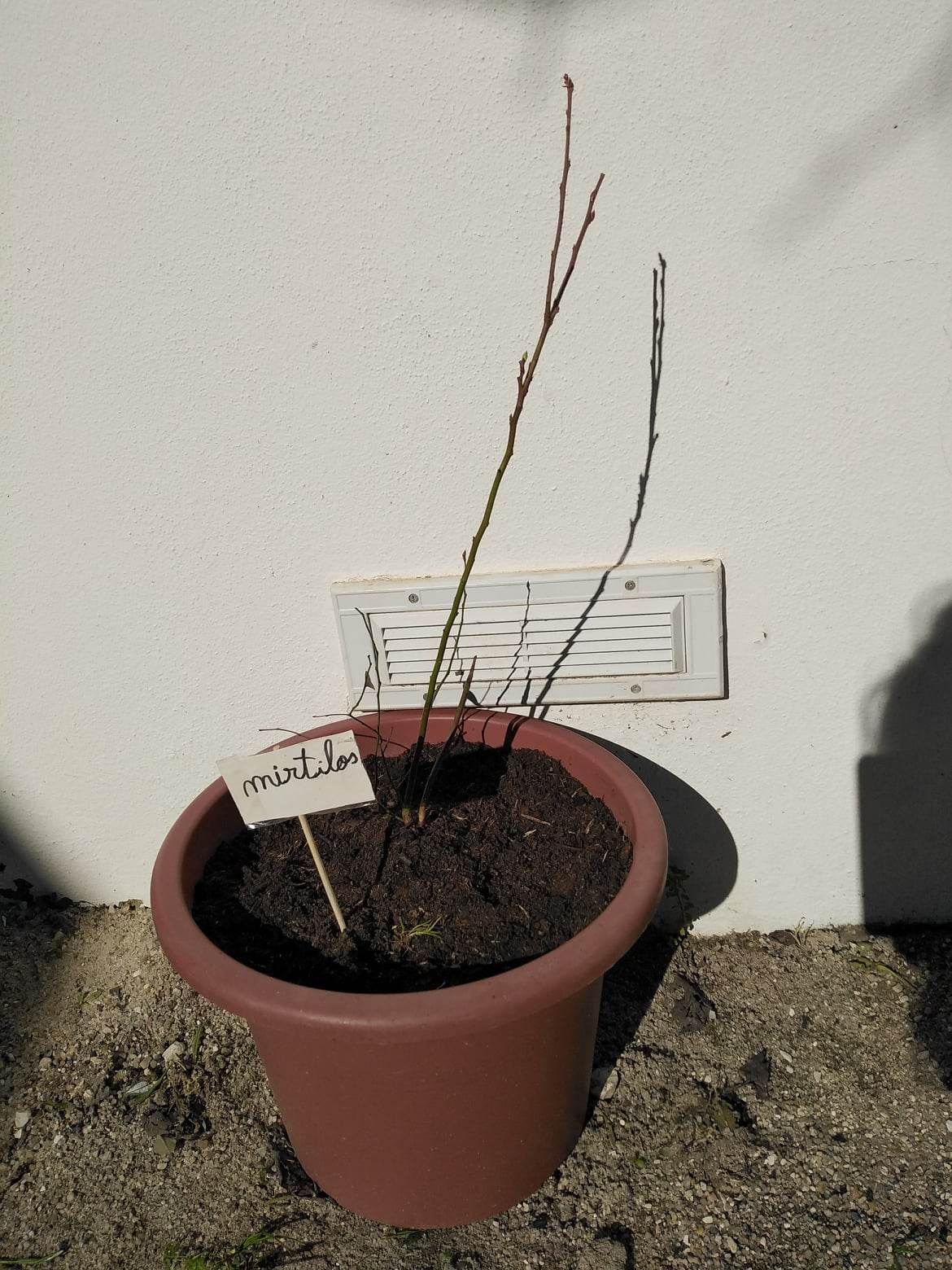 Mirtilo - Planta nova na nossa horta