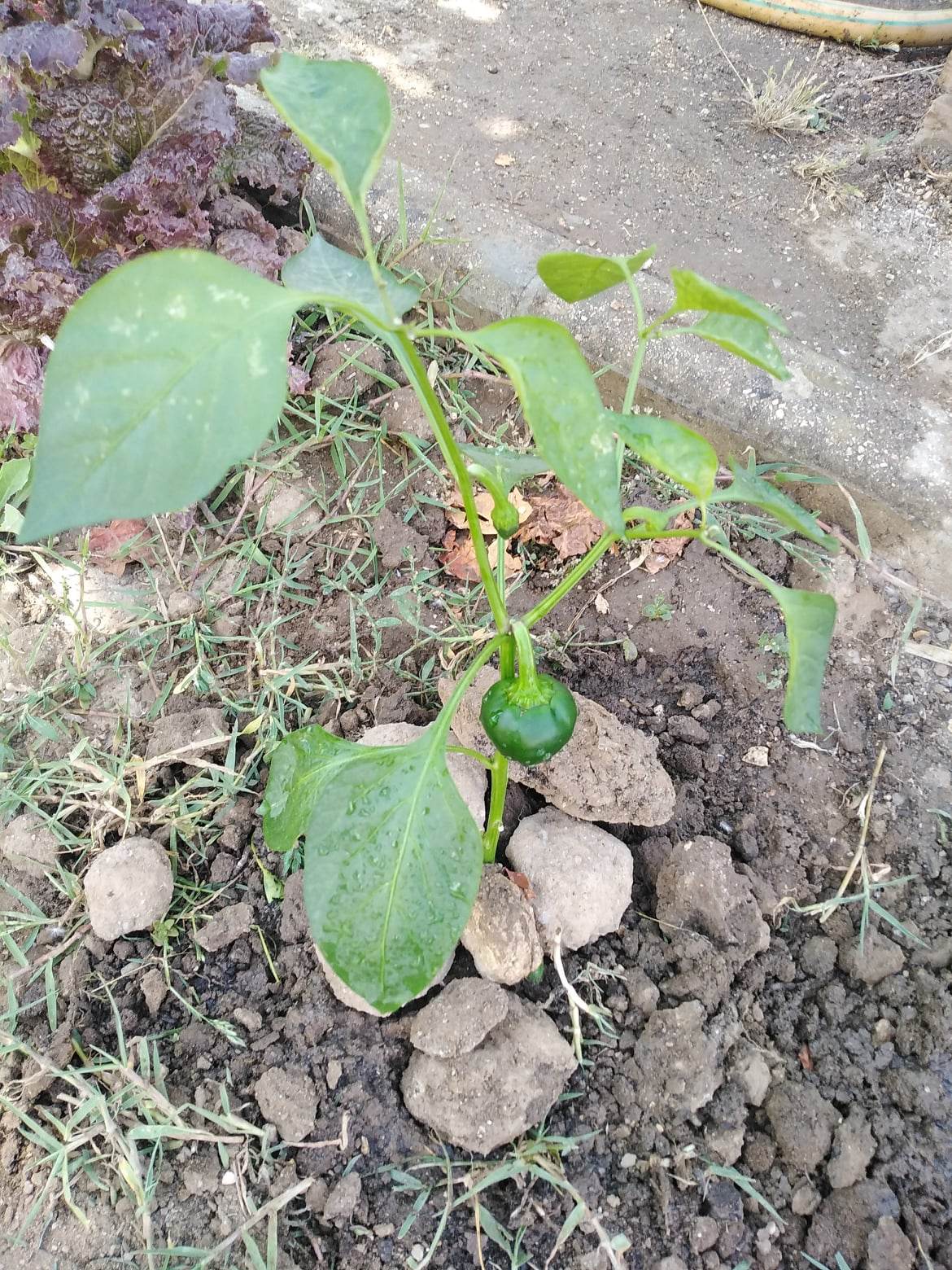 pimenteiro